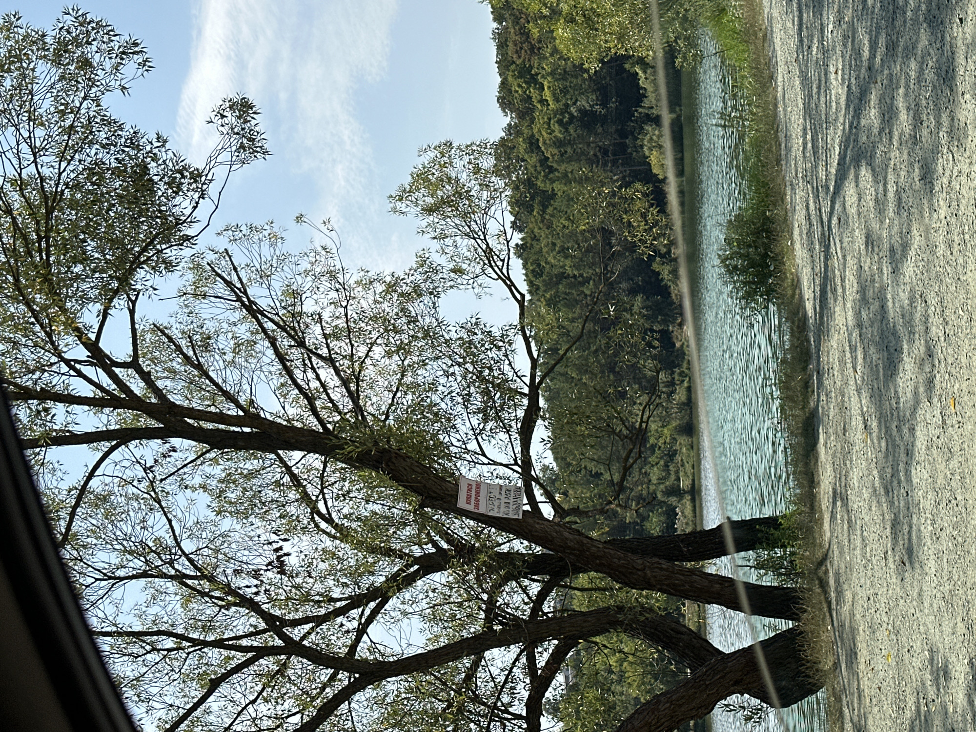 The image depicts a natural scene with a body of water, trees, and a bright sky. In the foreground, a dirt path or road is visible, casting shadows from unseen objects. To the left, a large tree with multiple trunks and thin branches with green leaves dominates the frame. A white sign with red lettering is attached to one of the tree trunks. Beyond the trees, a tranquil body of water, likely a lake or river, stretches across the middle ground, its surface rippled by a gentle breeze. The far bank of the water is lined with a dense forest of green trees, creating a verdant backdrop. The sky above is blue with scattered white clouds. The scene is likely located in a rural or park-like setting, possibly near the village of Makiv in Ukraine, given the context provided. The overall impression is one of a peaceful, natural environment.