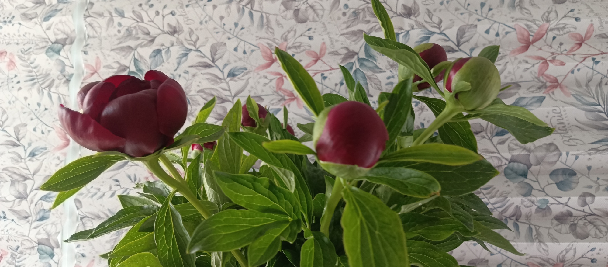 A close-up shot reveals a bouquet of peonies, primarily dark red, in various stages of bloom against a wallpaper background. The wallpaper has a botanical theme with muted gray, blue, and pink floral and leaf patterns. One peony is fully open, displaying its deep red petals. Several buds, some red and others green, are interspersed among the green leaves. The leaves are large and veined, suggesting a healthy plant. The scene is well-lit, highlighting the textures of the petals and leaves.
