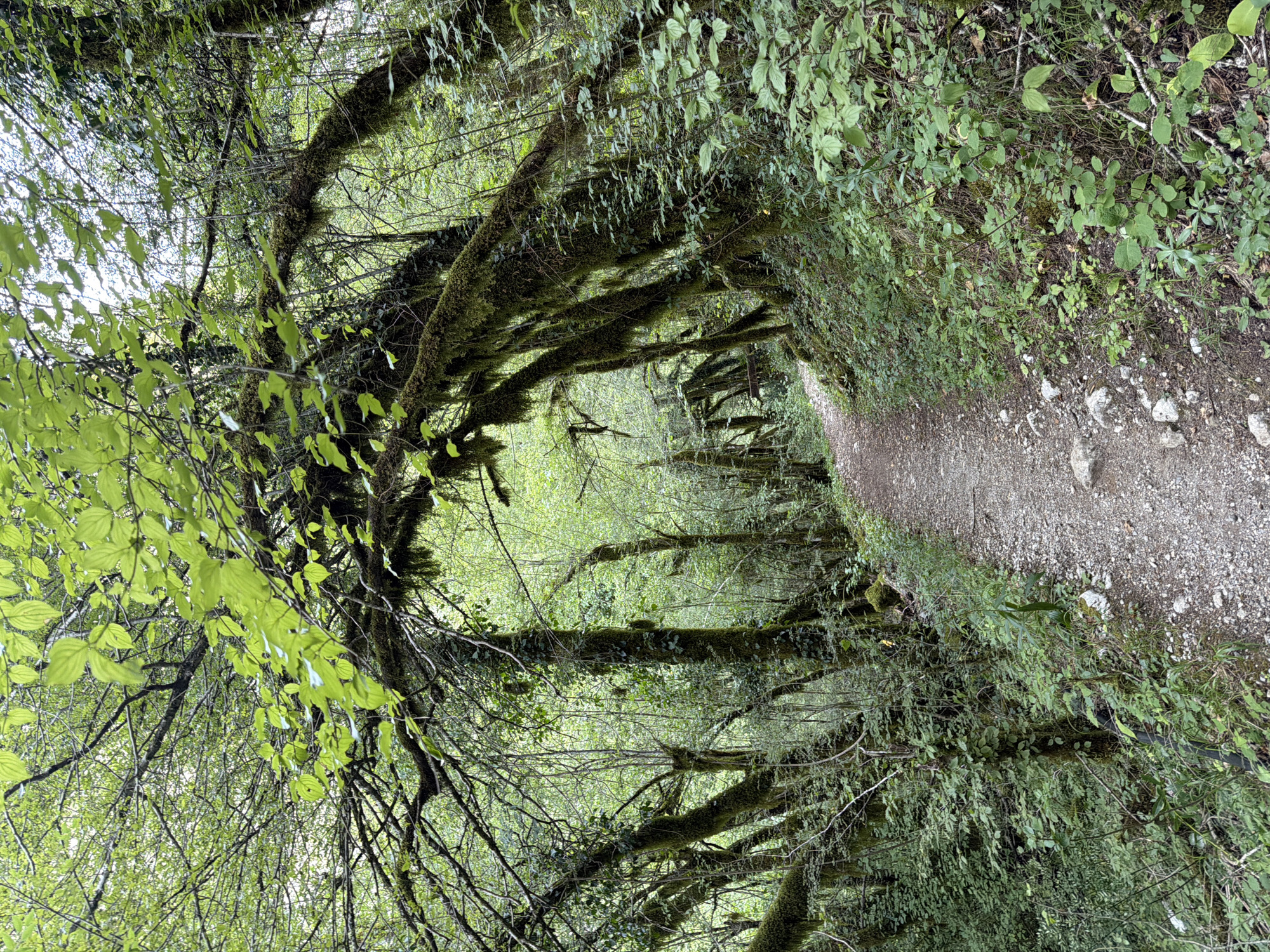 The image shows a path through a dense forest in Lazba, Montenegro. The path is made of gravel and is surrounded by lush green vegetation and moss-covered trees. The trees are densely packed, with their branches creating a canopy overhead that allows dappled sunlight to filter through. The overall impression is one of a secluded and wild natural environment. There are no people visible in the image.