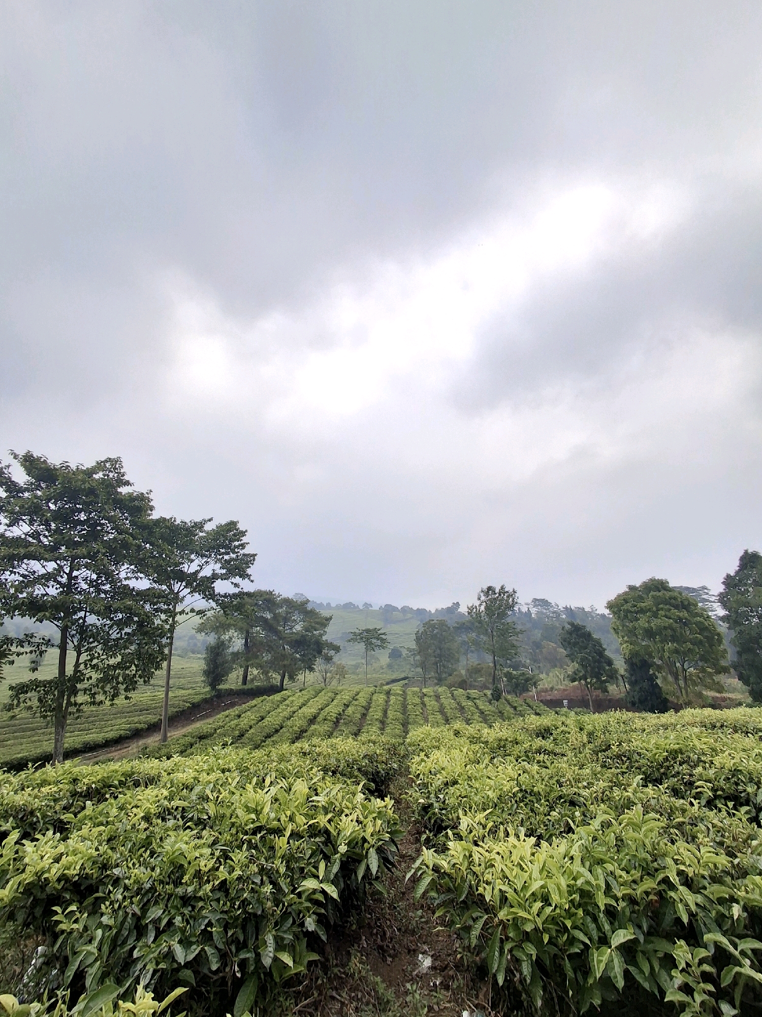 A wide shot captures the lush green expanse of a tea plantation in Ciater, Indonesia, under a hazy, overcast sky. In the foreground, meticulously manicured tea bushes, characterized by their vibrant green leaves, stretch across the frame, creating a textured carpet of vegetation. A narrow, earthy path winds through the center of the tea plants, disappearing into the distance.
Further back, rows of tea bushes follow the contours of gently sloping hills, forming neat, parallel lines that draw the eye towards the horizon. Several mature trees with dense foliage are scattered throughout the plantation, providing vertical contrast against the horizontal lines of the tea rows.
In the background, a line of trees marks the edge of the plantation, and beyond them, distant hills are shrouded in a soft, atmospheric haze. The sky is filled with soft, diffused light, suggesting a cloudy day with no direct sunlight. The overall impression is one of tranquility and natural beauty, with the organized cultivation of the tea plantation creating a sense of order within the natural landscape. There are no people or animals visible in the scene.