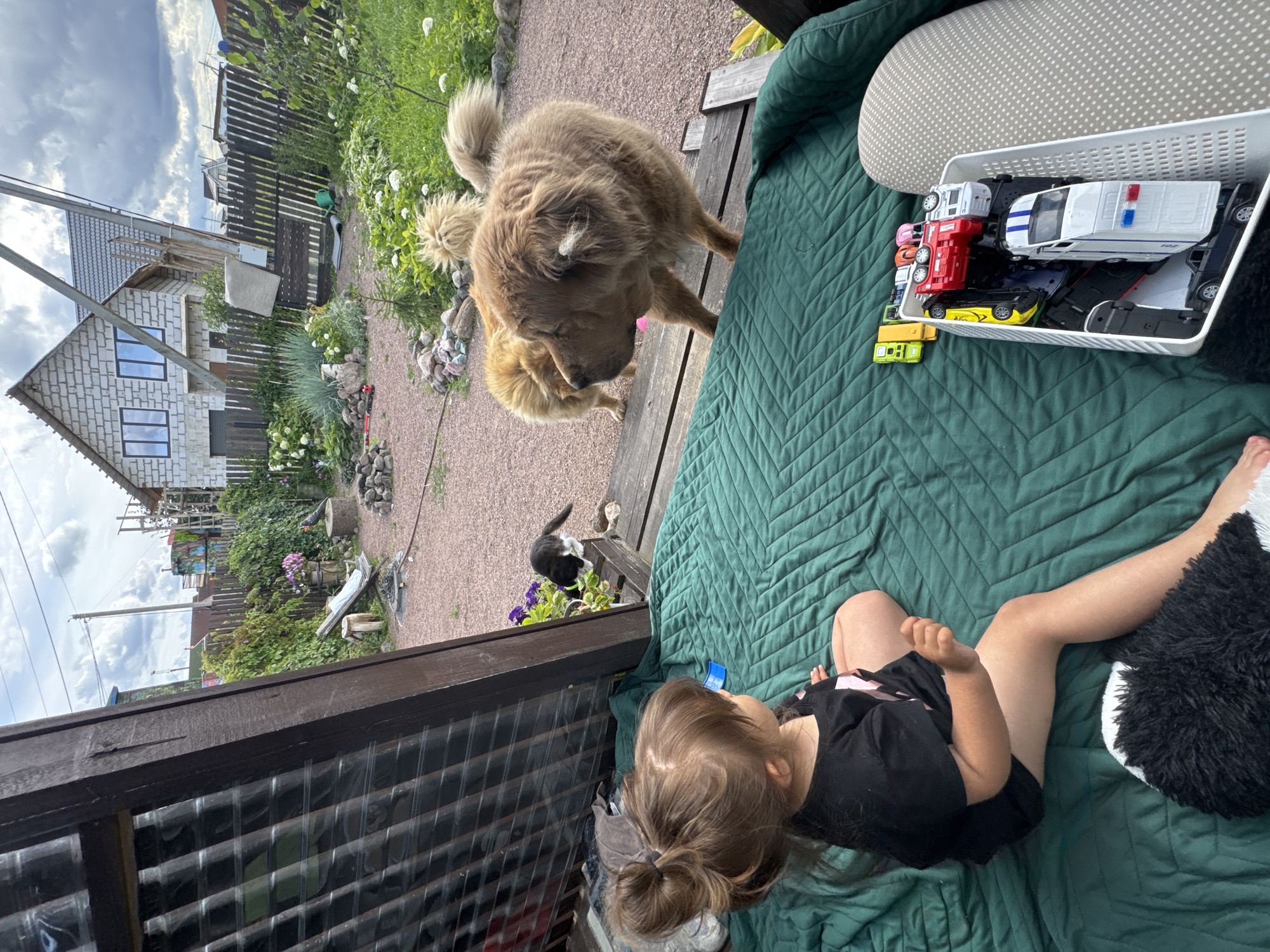In Kempelevo, Russia, a young child sits on a green quilted blanket outdoors, facing away from the camera. To the child's right, a white basket contains several toy cars. Beyond the blanket, two large, fluffy dogs are present. One dog, primarily brown, is looking towards the child. In the background, a black and white cat is perched on a wooden structure. The scene is set in a yard with gravel paths, lush green vegetation, and a partially constructed white brick house with a dark roof. A wooden fence encloses the property, and utility poles are visible in the sky. The sky is cloudy.