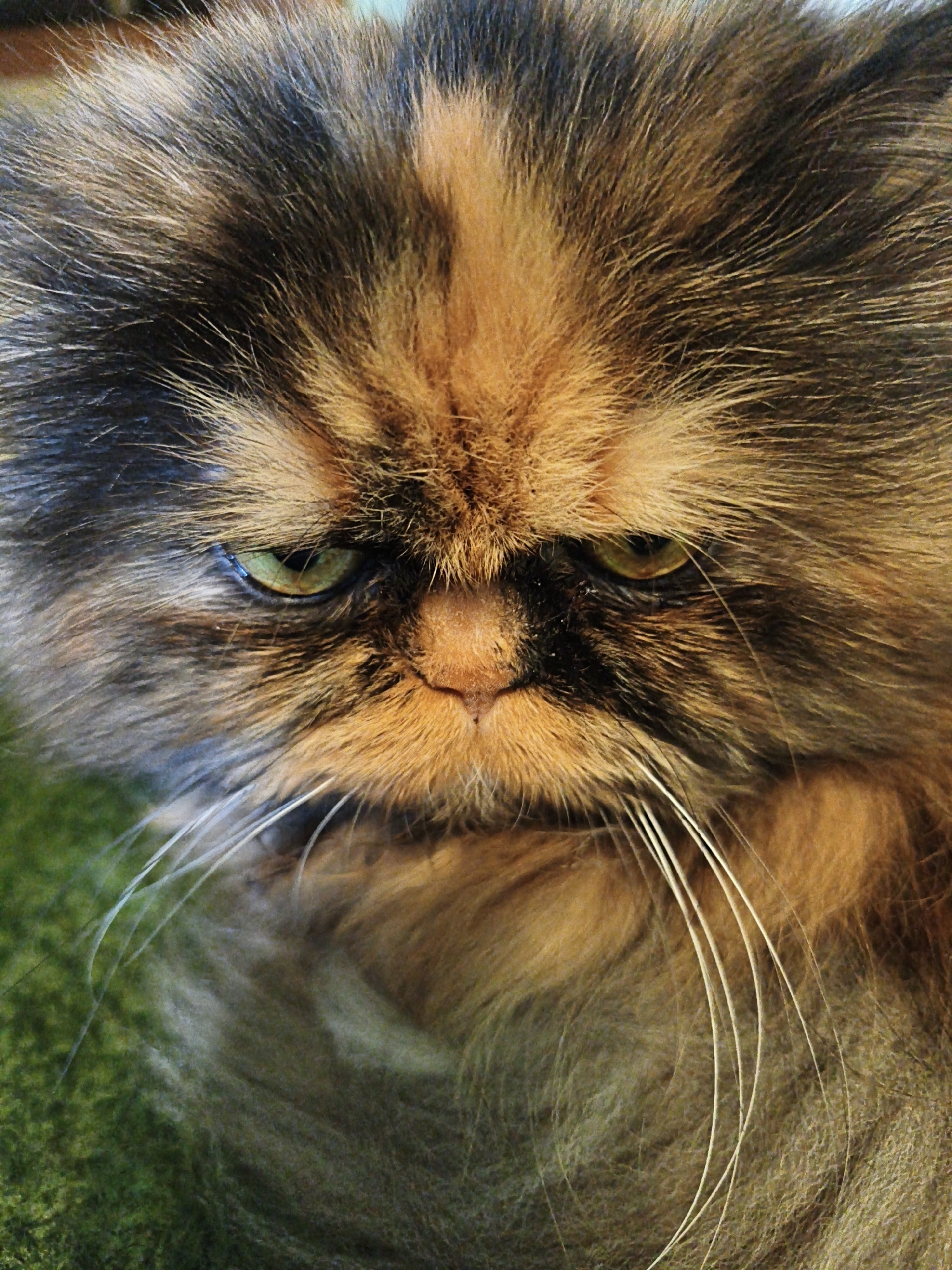 A close-up, head-on portrait of a long-haired cat with a tortoiseshell coat is presented, filling the frame. The cat's fur displays a striking pattern of black, orange, and tan. Its green eyes are partially closed, giving it a slightly annoyed or sleepy expression. The cat's nose is a light tan color, and its white whiskers are prominent and fanned out. The background is a blurred green, suggesting an outdoor or natural setting. The lighting is somewhat dim, with shadows highlighting the texture of the cat's fur. The image captures the cat's face in sharp detail, emphasizing its intricate fur patterns and facial features.