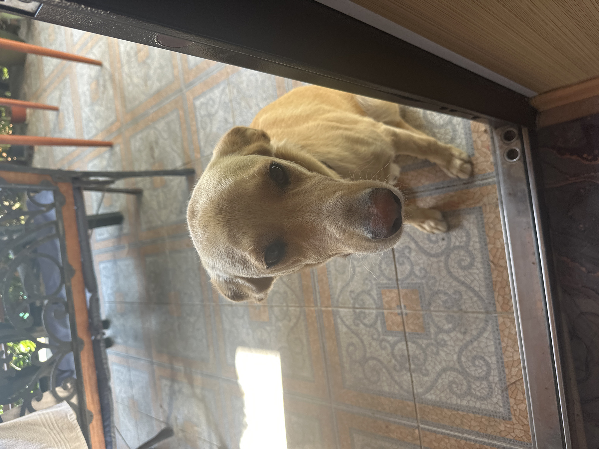 A light brown dog is looking at the camera from a doorway. The dog has floppy ears and its snout is pointed towards the camera. The dog is sitting on a tiled floor with a brown and white pattern. In the background, there is a table with a black metal frame and a white towel draped over it. There are also some plants visible in the background, suggesting an outdoor or semi-outdoor setting. The lighting suggests it is daytime, with a bright patch of light on the floor to the left of the dog. The image appears to be taken from inside a building, looking out through a doorway. There is no indication of the city of Sochi, Russia in the image.