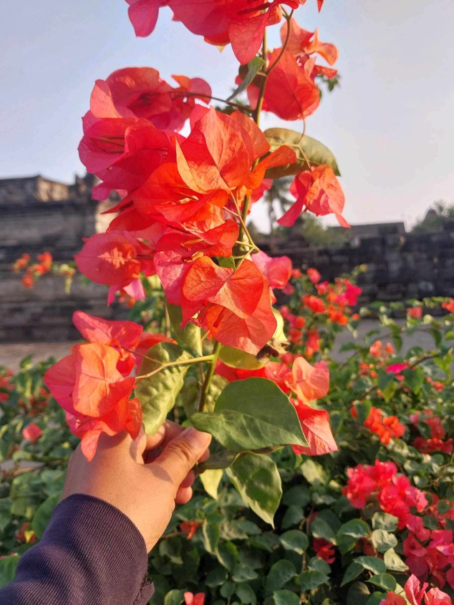 In Kedawung, Indonesia, a hand in a dark blue long-sleeved shirt gently holds a vibrant bougainvillea branch adorned with numerous bright orange-pink bracts. The bougainvillea is in full bloom, with some individual bracts showing delicate veining and a translucent quality due to the sunlight. Behind the foreground bougainvillea, a dense thicket of similar flowering plants, displaying a range of red and pink hues, creates a colorful backdrop. Further in the background, a weathered, low stone wall runs horizontally, suggesting an old structure or boundary. The sky above is a clear, pale blue, indicating daytime, possibly late afternoon given the warm lighting. The overall scene is one of natural beauty and gentle interaction with the flora in a partially urbanized setting.