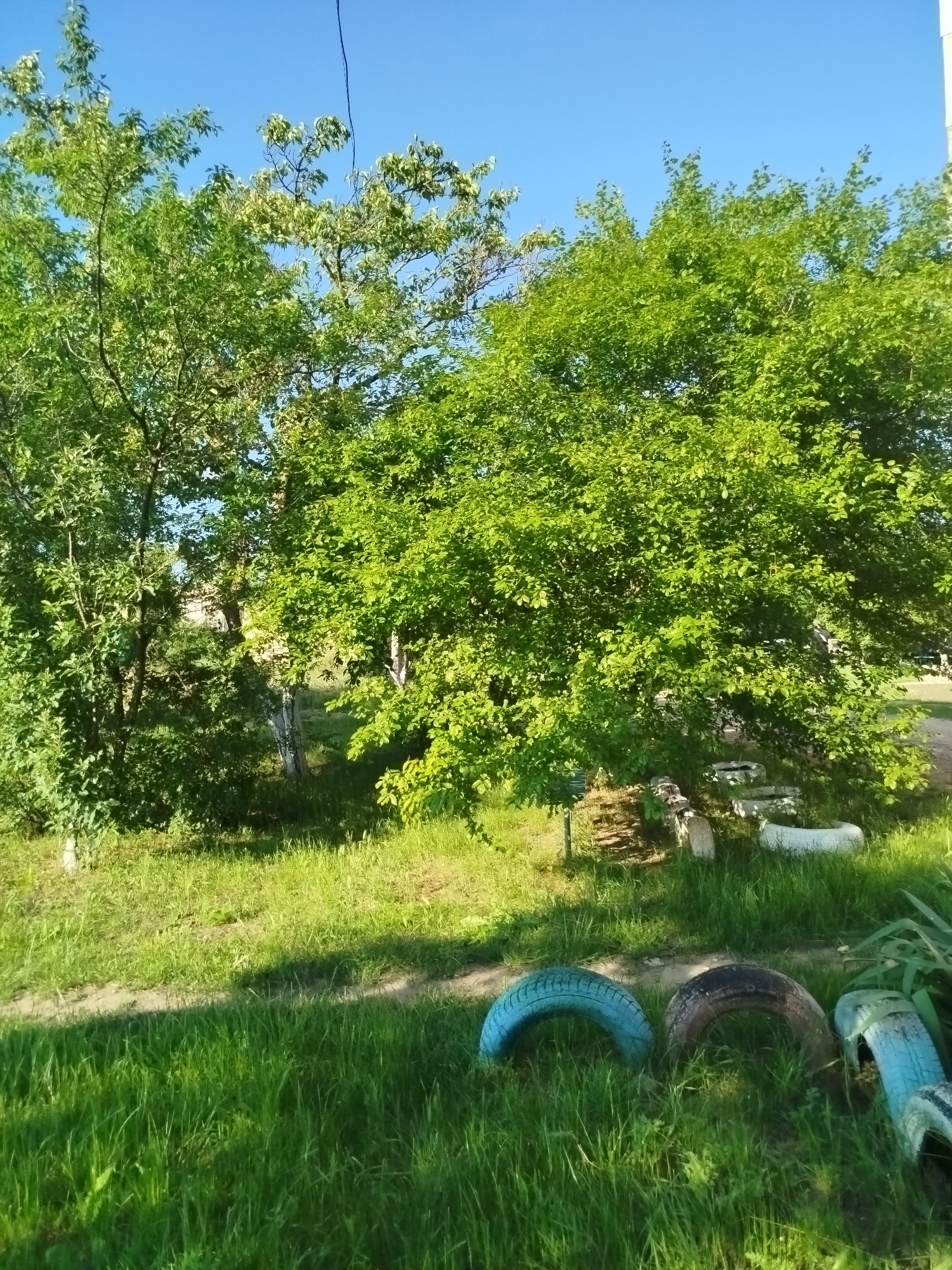 The image depicts an outdoor scene with lush green grass and several trees under a clear blue sky. In the foreground, three tires are scattered on the grass; one is light blue, another is dark brown, and the third is a faded blue and white. Behind the tires, there is a dirt path partially visible. Further back, in the shade of the trees, several concrete objects are placed, along with more tires, some of which appear to be used as planters or decorative elements. The overall impression is of a somewhat unkempt, rural or backyard setting.