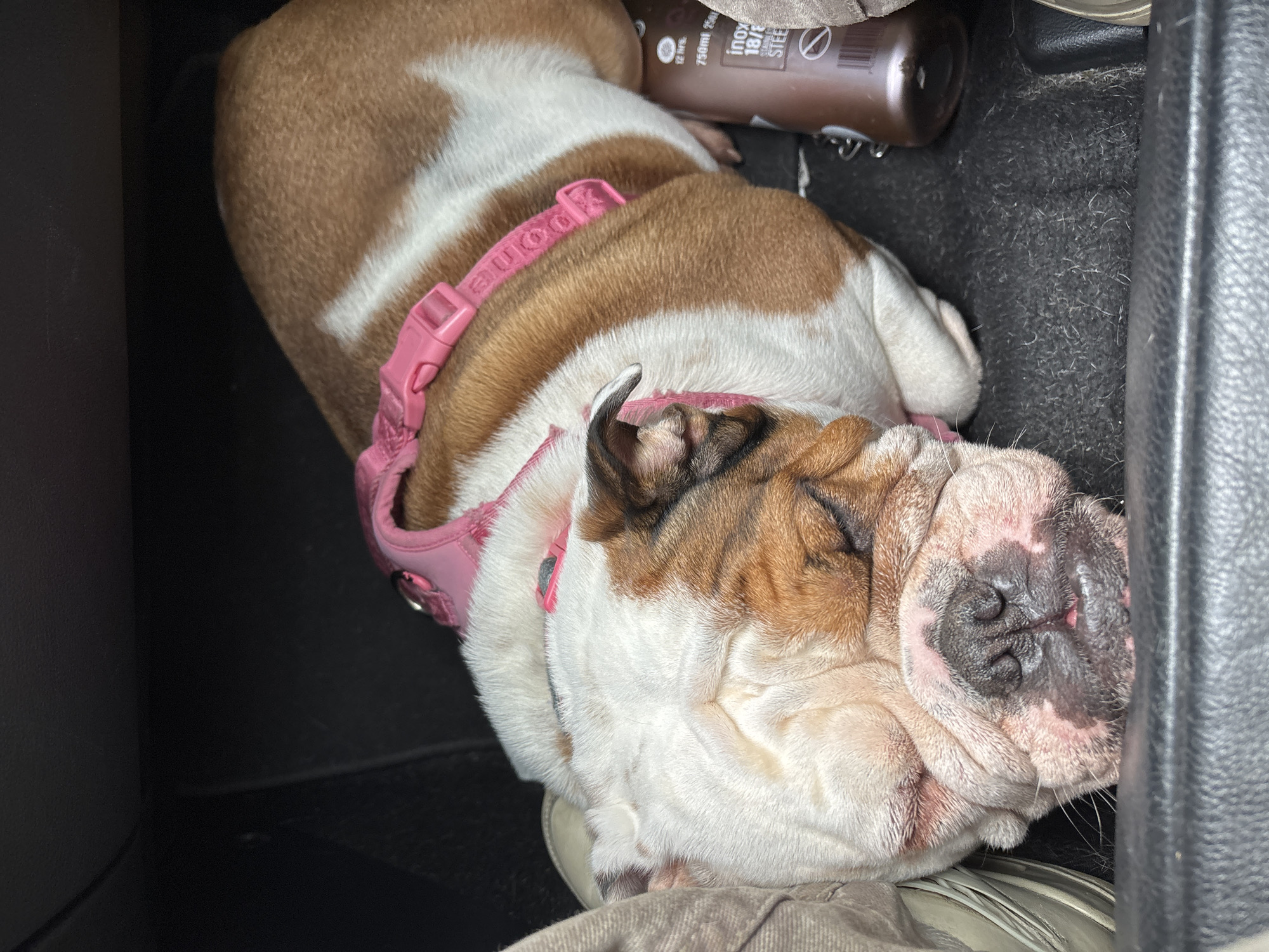 A sleeping bulldog lies in a vehicle's interior. The bulldog has a pink harness and is resting near a brown bottle. The location is not discernible from the image.