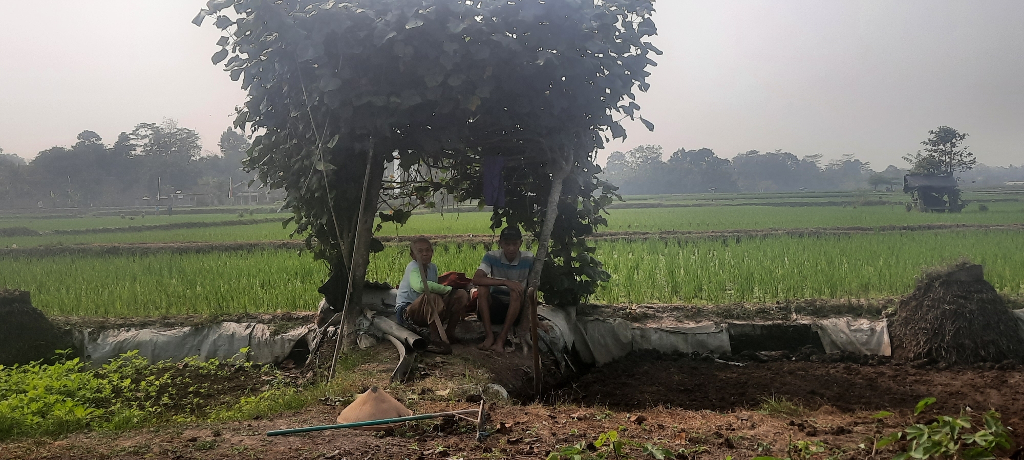 In the rural outskirts of Ploso, Indonesia, two young males are observed resting beneath a makeshift shelter constructed from branches and leafy foliage. The shelter is supported by wooden poles and is positioned near a paddy field, which dominates the background of the scene. The field is a vibrant green, indicating a mature crop, and is divided into terraces. In the distance, a small, dilapidated shack with a thatched roof can be seen amidst the greenery. The foreground is comprised of dry, tilled soil with scattered vegetation. A conical woven hat and a rake lie on the ground near the shelter, suggesting agricultural activity. The atmosphere is hazy, hinting at either pollution or early morning mist. One of the individuals is wearing a blue and white striped t-shirt, while the other is in a light blue t-shirt and light brown pants. Both are seated on the ground under the shade.