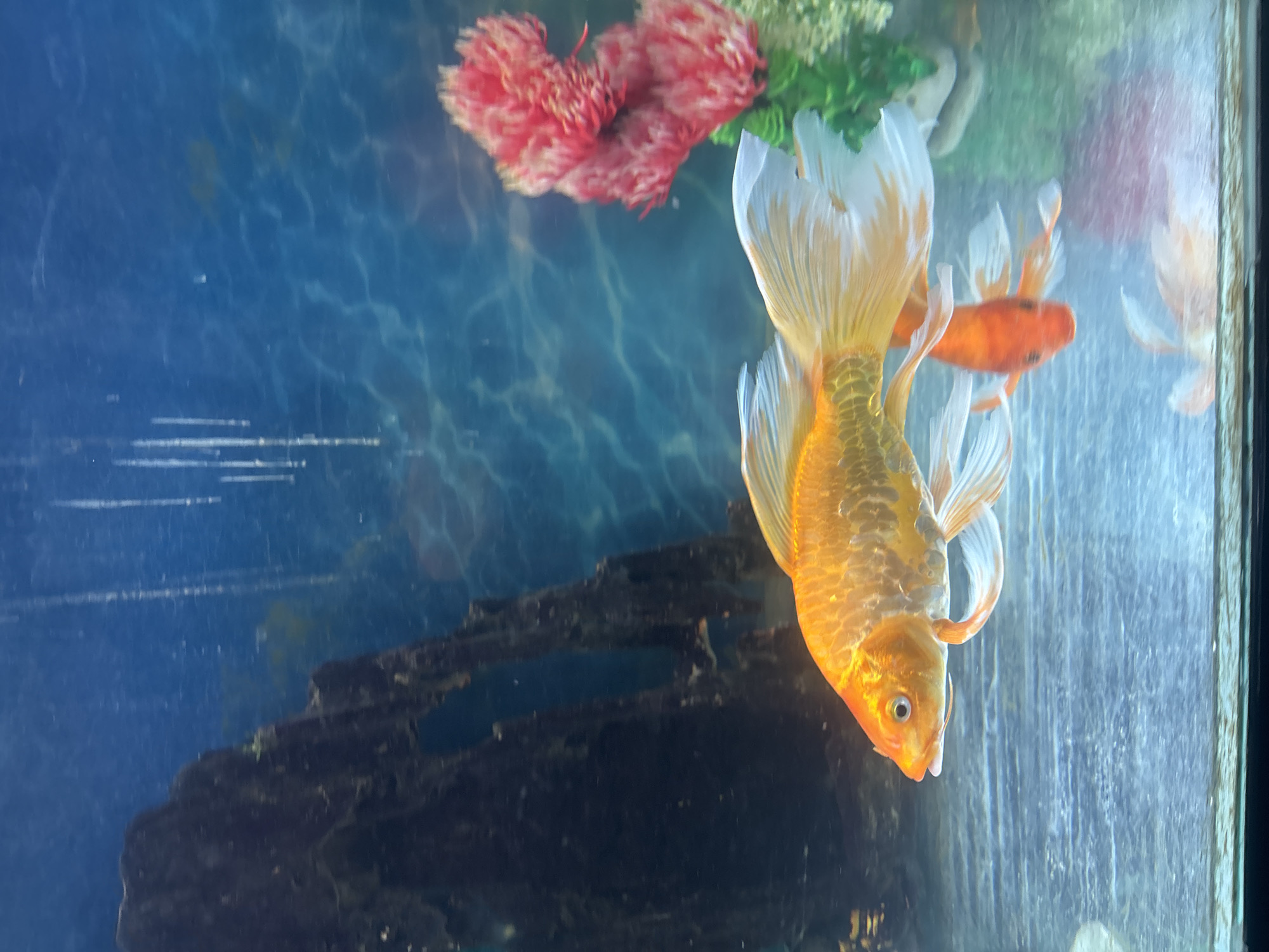 An orange and white fantail goldfish swims in an aquarium. The fish is in profile, facing left, with its mouth slightly open. Its body is bright orange, fading to white on its fins and tail. Behind it, a smaller, bright orange goldfish is visible, also swimming. The aquarium contains a dark, rocky decoration on the left and a cluster of red and green artificial plants on the right. The background of the aquarium is a blue gradient with rippling light effects. The bottom of the aquarium appears to be covered in a fine substrate.