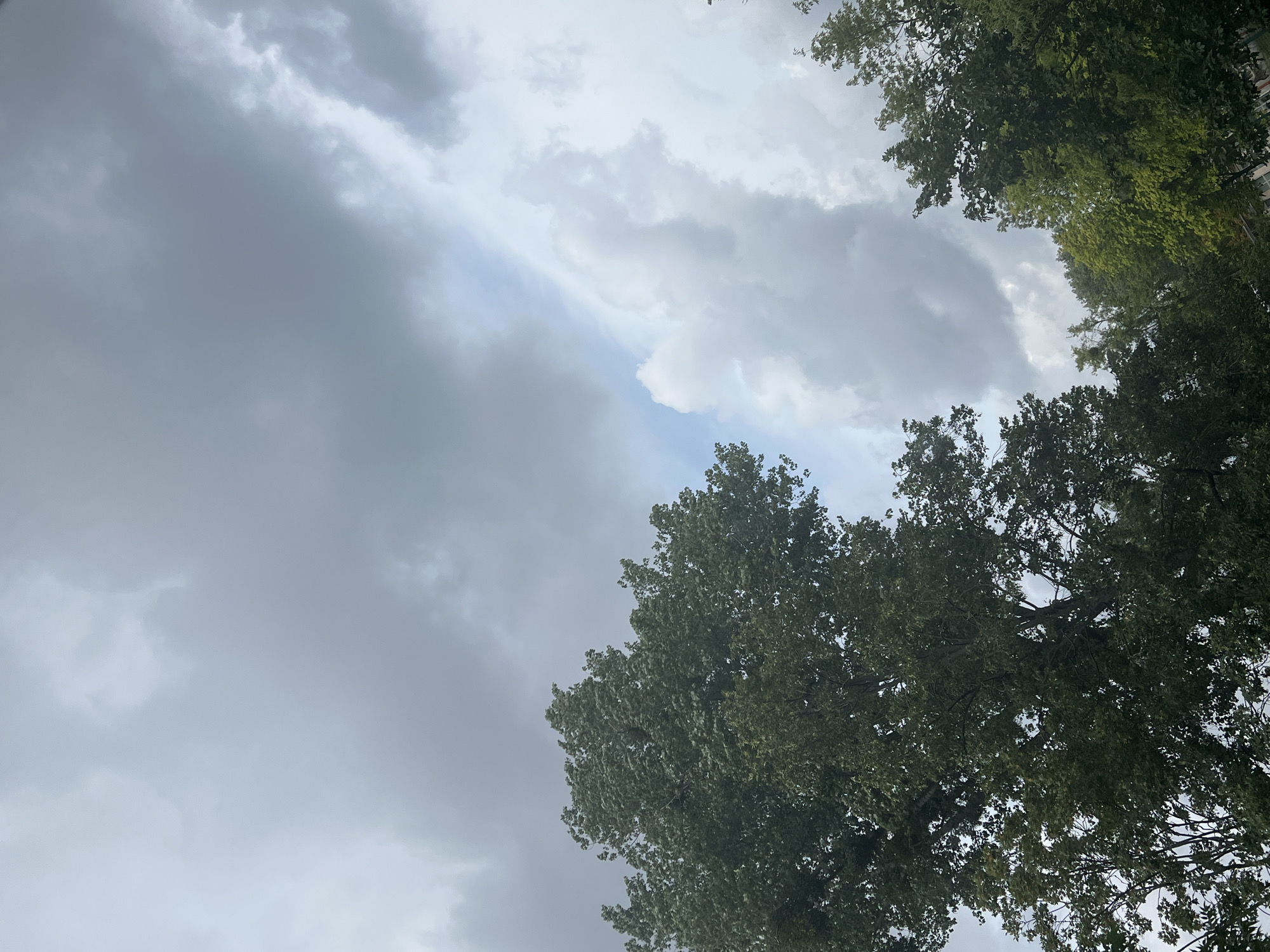 The image depicts an overcast sky with dramatic clouds and the tops of several trees in the foreground. The sky is a mix of dark gray and lighter shades of gray, with patches of pale blue visible through the cloud cover. The trees are lush and green, with some appearing to be deciduous. One large tree dominates the left side of the frame, its branches reaching upwards towards the sky. Another cluster of trees is visible on the right side of the image. The scene suggests an outdoor environment, likely a park or a residential area with mature trees. There are no people or visible structures in the image, focusing solely on the natural elements of the sky and trees. The overall impression is one of a cloudy day, possibly before or after a rain shower.