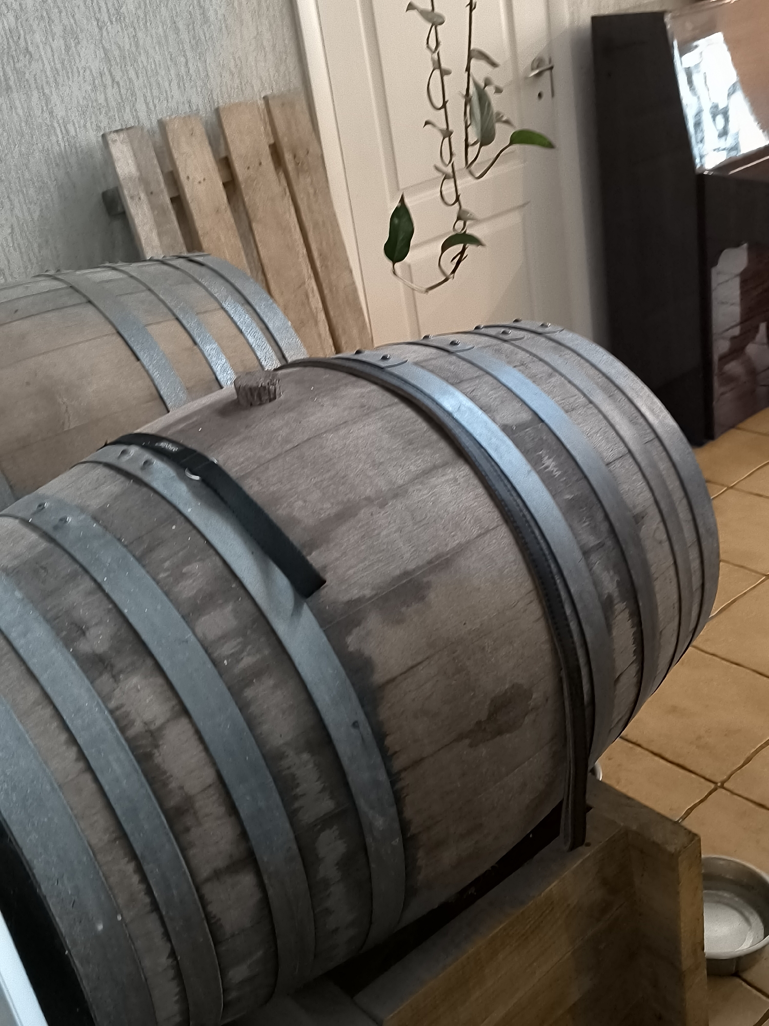 Two wooden barrels with metal bands are positioned in a room. The barrel in the foreground is larger and closer to the camera, showing its wooden staves and metal hoops. A dark band is wrapped around the middle of this barrel. The second barrel is partially visible behind the first, appearing to be of similar construction. The background includes a textured wall, wooden planks leaning against it, and a white door. A dark furniture piece is visible to the right, and a hanging plant with green leaves dangles from above. The floor appears to be tiled with light brown squares. The scene is indoors, with indoor lighting.