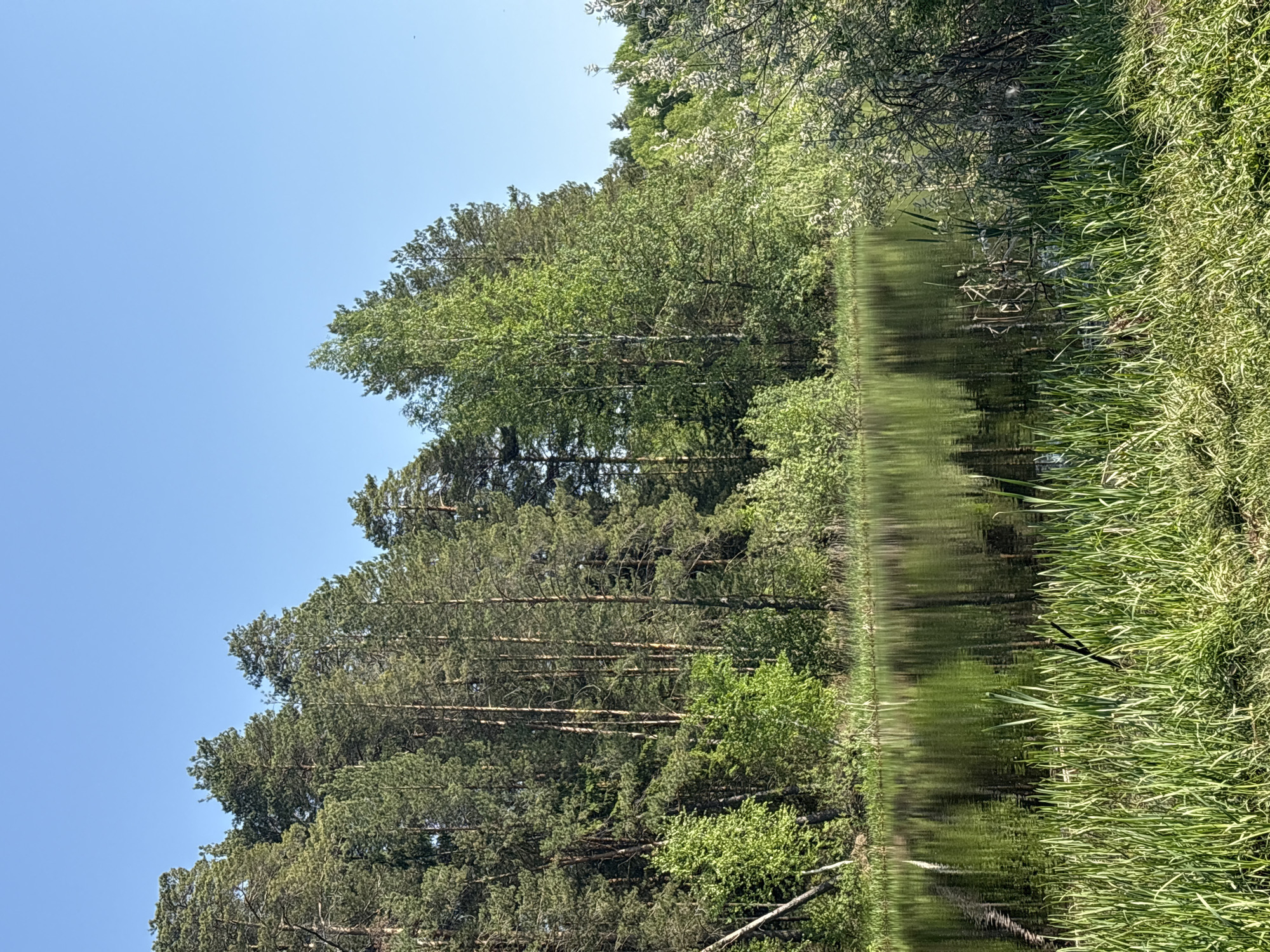 The image depicts a tranquil scene of a lake or river surrounded by lush vegetation in what is assumed to be Chaikovsky, Russia, based on the instructions. The water reflects the trees and sky above, creating a mirrored effect. On one side, dense green grass and reeds line the bank, while the opposite bank is covered in trees of varying heights and foliage types, from tall pines to broad-leaved trees. The sky is a clear, bright blue. There is no visible evidence of human presence or activity. The overall scene suggests a peaceful, natural environment.