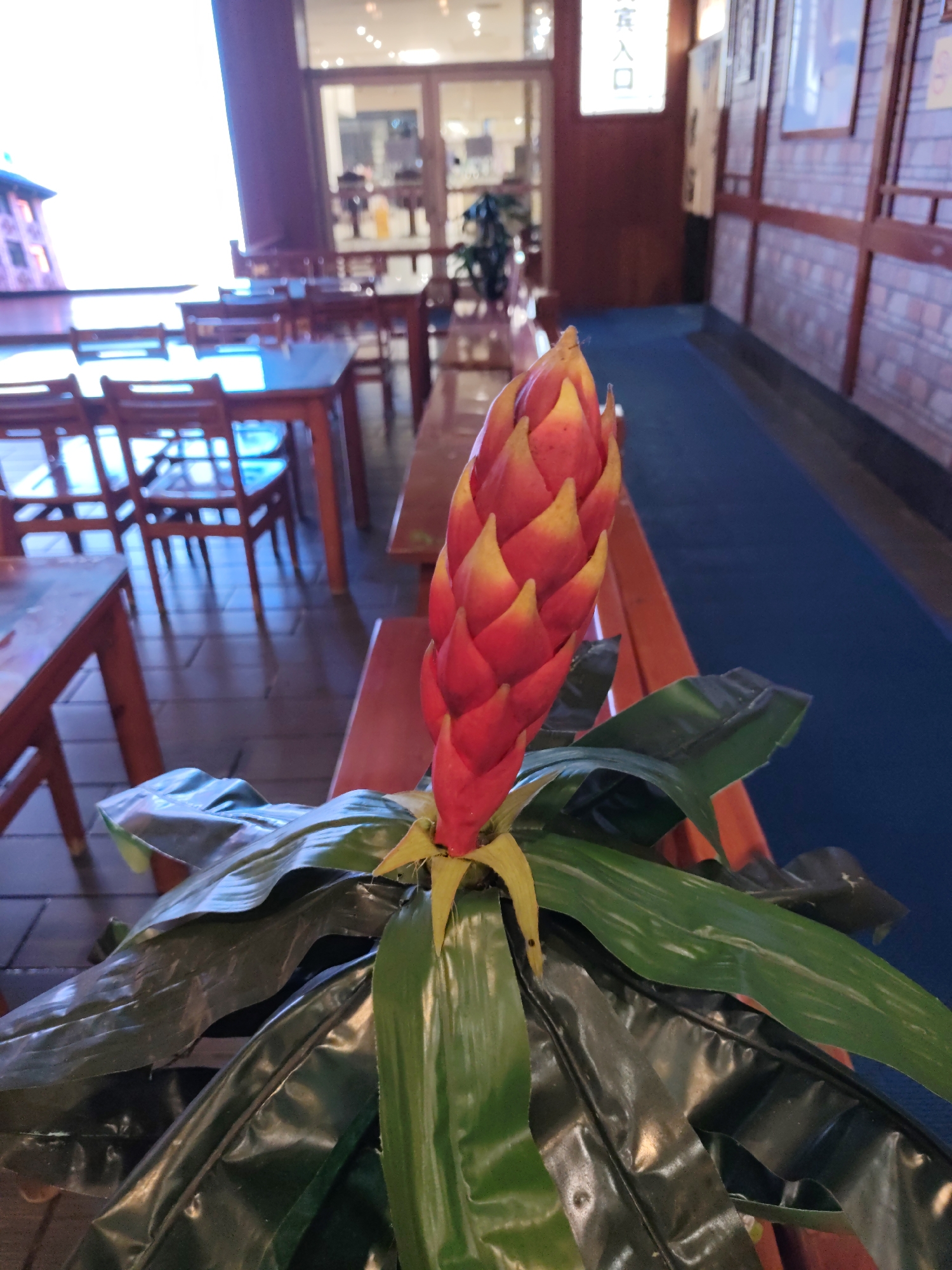 A close-up, eye-level shot focuses on a bright red and yellow bromeliad flower with large, waxy green leaves in the foreground. The plant is positioned on a dark wooden bench. In the blurred background, the interior of a restaurant is visible, with rows of empty wooden tables and chairs set up. The restaurant appears to be in Lin Dian Town, China, suggested by the Chinese characters visible on a sign above the entrance. The flooring is a dark blue carpet. Natural light streams in from a large window on the left side of the frame.