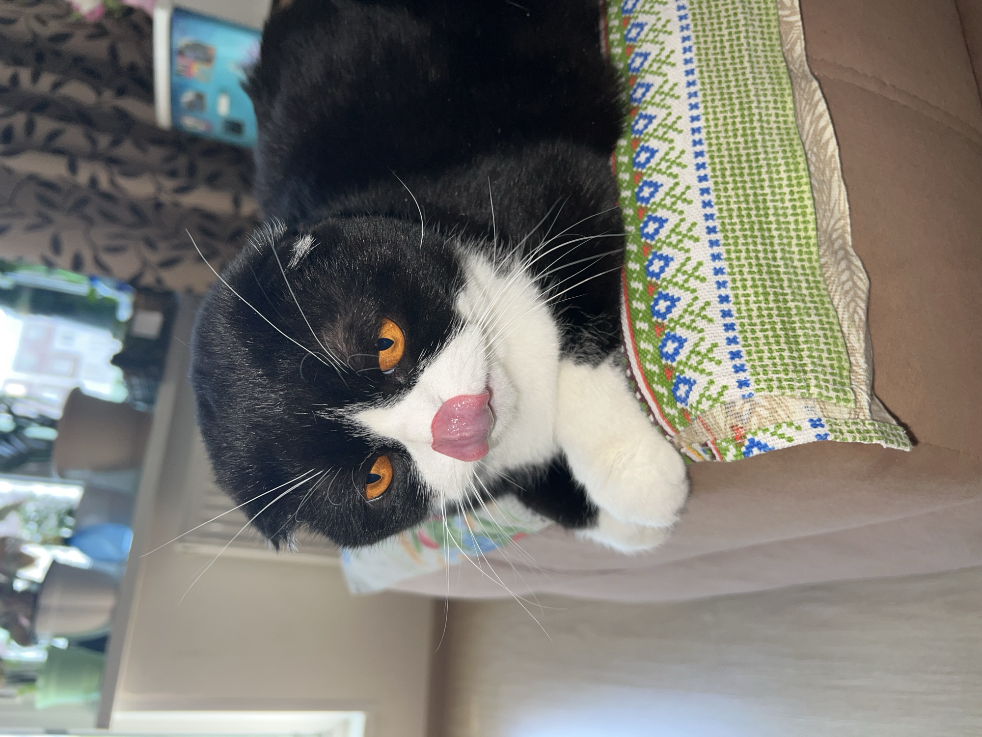 A black and white tuxedo cat, likely a Scottish Fold given its folded ears, is captured in a close-up, horizontal shot. The cat is lying on a brown sofa or armchair, with its head tilted upwards, looking directly at the camera. Its distinctive amber-orange eyes are prominent, and its pink tongue is playfully sticking out, suggesting it's licking its nose or mouth. Long, white whiskers frame its face, which is predominantly white with black markings around the eyes and ears.
The cat is resting against a cushion featuring a vibrant green, white, blue, and red patterned fabric with a geometric or folkloric design. In the blurred background, dark patterned curtains are visible, along with what appears to be a shelf holding potted plants and possibly a reflective screen, such as a tablet. The lighting is bright and natural, indicating it is daytime. The overall scene conveys a playful and content mood of a pet in a domestic setting. There is no visible text in the image. This media file is from Perm, Russia.