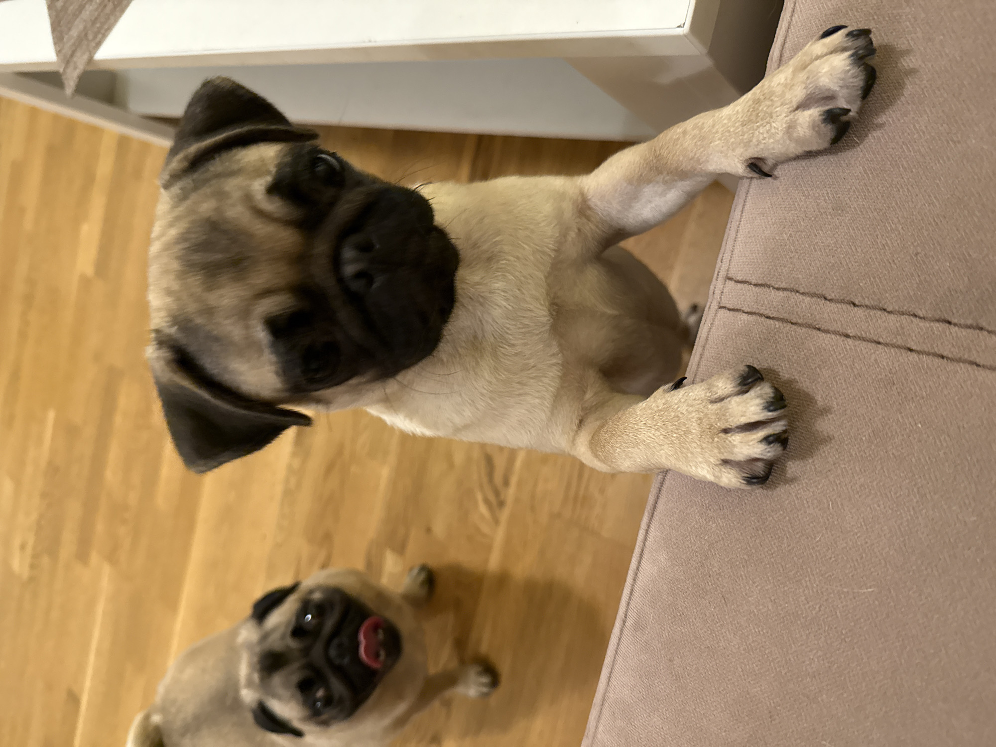 Two pugs are in the foreground of the image. The pug on the right is a fawn-colored pug with a black mask, standing on its hind legs and reaching its front paws onto a beige couch. The pug on the left is also fawn-colored with a black mask and is in the background, facing the camera with its tongue sticking out. Both pugs are on a wooden floor. The scene is indoors, likely in a home.