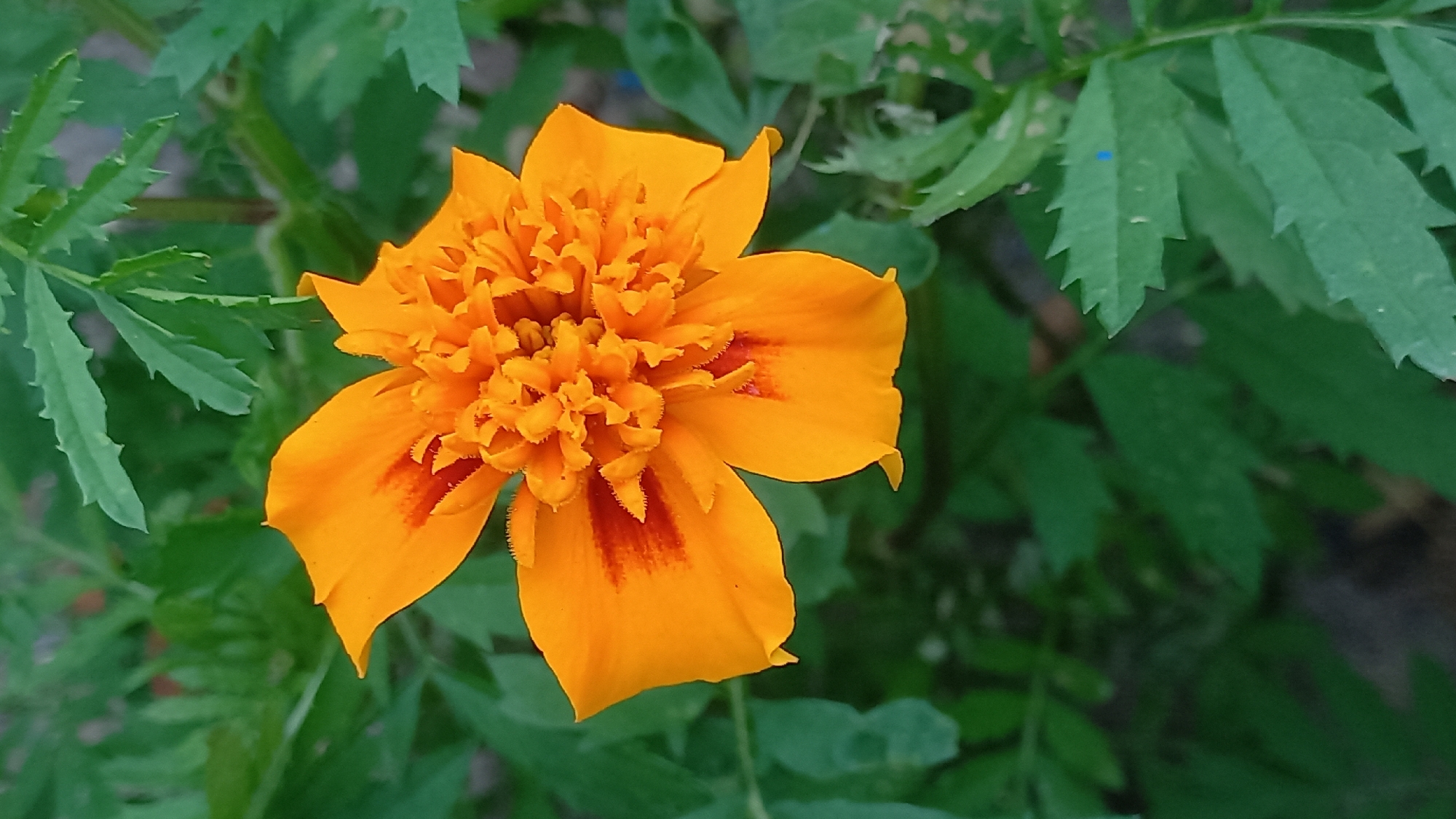 A single, vibrant orange marigold flower is in full bloom, its petals unfurling to reveal a dense, ruffled center. The flower is positioned slightly off-center in the frame, with its face tilted upwards. The outer petals are a rich orange hue, transitioning to a deeper, reddish-orange towards the base and subtly veined. The central part of the bloom is a mass of smaller, tightly packed, frilled petals, also in shades of orange and yellow. The flower is surrounded by lush green foliage, characteristic of marigolds, with finely toothed leaves. The background is softly blurred, emphasizing the sharpness of the flower. The overall impression is one of natural beauty and the delicate details of a single bloom. The image was captured in an outdoor environment, likely a garden or natural setting.