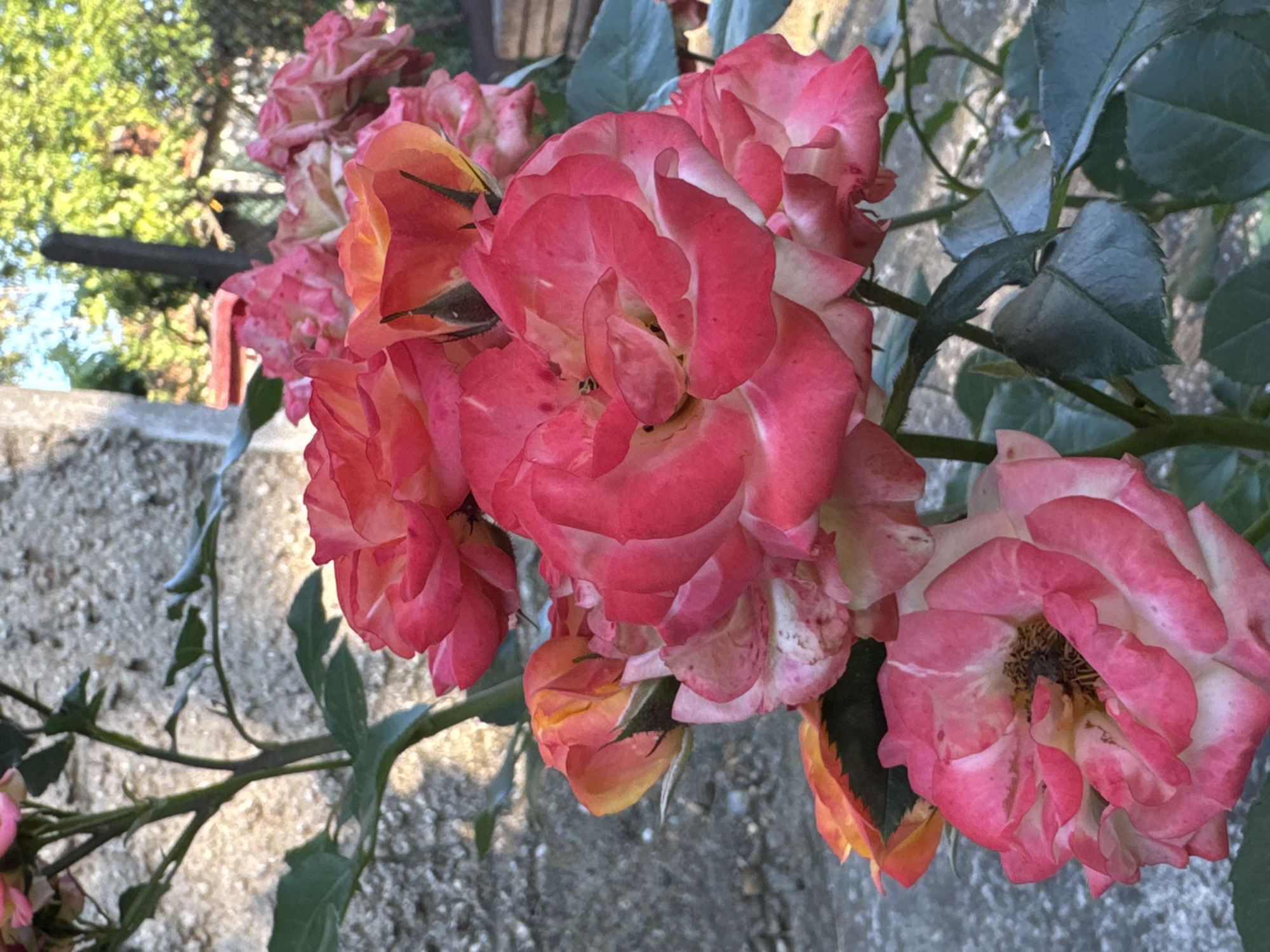 A close-up, vertical, outdoor shot captures a cluster of blooming roses in various stages of opening. The roses exhibit a gradient of colors, ranging from deep pink and fuchsia to softer pinks and peachy oranges, with some petals showing white edges. Their petals are layered and unfurling, revealing intricate textures. The roses are attached to a woody stem with dark green leaves, some of which are slightly curled or dry. In the background, a textured grey stone wall dominates the left side of the frame, with its surface showing rough, uneven patterns. The upper right portion of the image reveals a soft focus background of blurred green foliage and trees, suggesting an outdoor setting with natural light. The overall impression is of a vibrant, natural scene with the roses as the primary subject, set against a rustic backdrop.