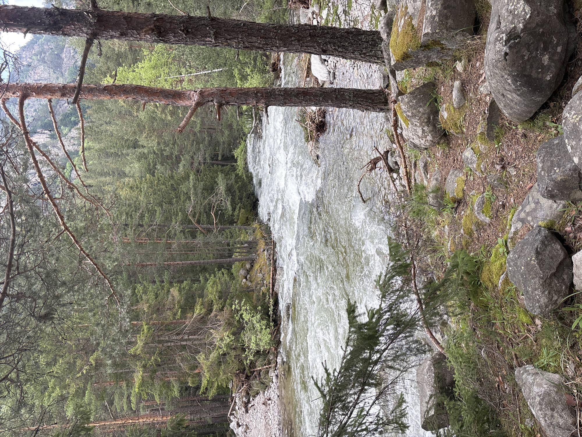 The image presents a natural landscape scene situated in Beli Iskar, Bulgaria, focused on a river flowing through a dense forest. The perspective is from a slightly elevated position on the riverbank.
The foreground features dark grey boulders, some with patches of green moss and light grey lichen, resting on a forest floor composed of dark earth, pine needles, and sparse green grass. A large branch from a coniferous tree extends into the bottom left portion of the frame. On the right, two prominent tree trunks with rough, reddish-brown bark stand vertically, partially framing the river.
The midground is dominated by a rapid, turbulent river exhibiting extensive areas of white foamy water indicative of strong currents and rapids, with the water appearing murky greenish-grey. The left bank consists of a section of exposed light grey river stones and smaller rocks, leading to a dense aggregation of coniferous trees interspersed with lighter green deciduous foliage. The right bank, behind the prominent tree trunks, is similarly densely forested with conifers, extending to the water's edge where some natural debris and fallen branches are present.
The background comprises a vast and dense coniferous forest, characterized by dark green foliage, ascending the slopes behind the river. Above and behind the treeline on the upper right, sections of grey rock formations or cliffs are discernible. The sky, partially visible through the canopy, appears bright and overcast. No individuals, animals, or man-made structures are visible. The lighting indicates daytime conditions.
