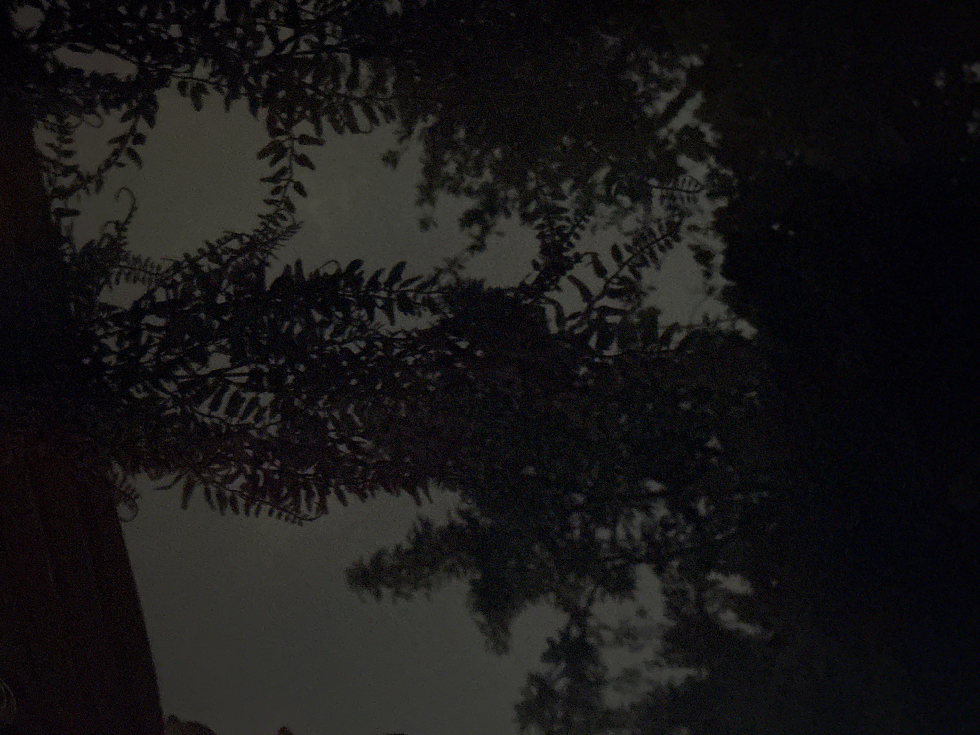 The image displays a dark, silhouetted view of foliage against a hazy sky, suggesting it was taken at dusk or in low light conditions. The leaves and branches are indistinct, with some appearing feathery and others more dense, creating a natural, organic framing effect at the top and sides of the image. There are no discernible people, man-made objects, or specific landmarks. The overall impression is one of nature, with the urban environment implied only by the mention of Vostok, Kyrgyzstan, but not visually represented in the frame.