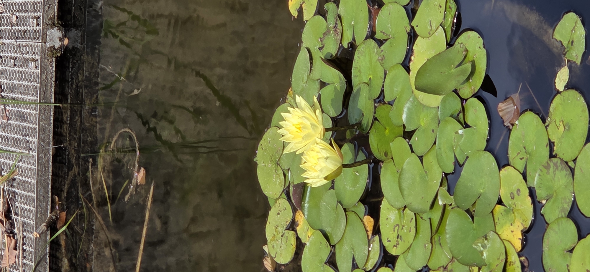 Two bright yellow water lilies bloom on the surface of dark water, surrounded by a bed of vibrant green lily pads. The lily pads are varied in size and shape, some overlapping, creating a dense carpet on the water. In the background, a metal grate structure is visible, partially submerged at the edge of the water. The overall scene suggests a tranquil pond or water garden. There are no people or animals visible in the image. The location is not identifiable as being in Strasbourg, France, based solely on the visual information provided.