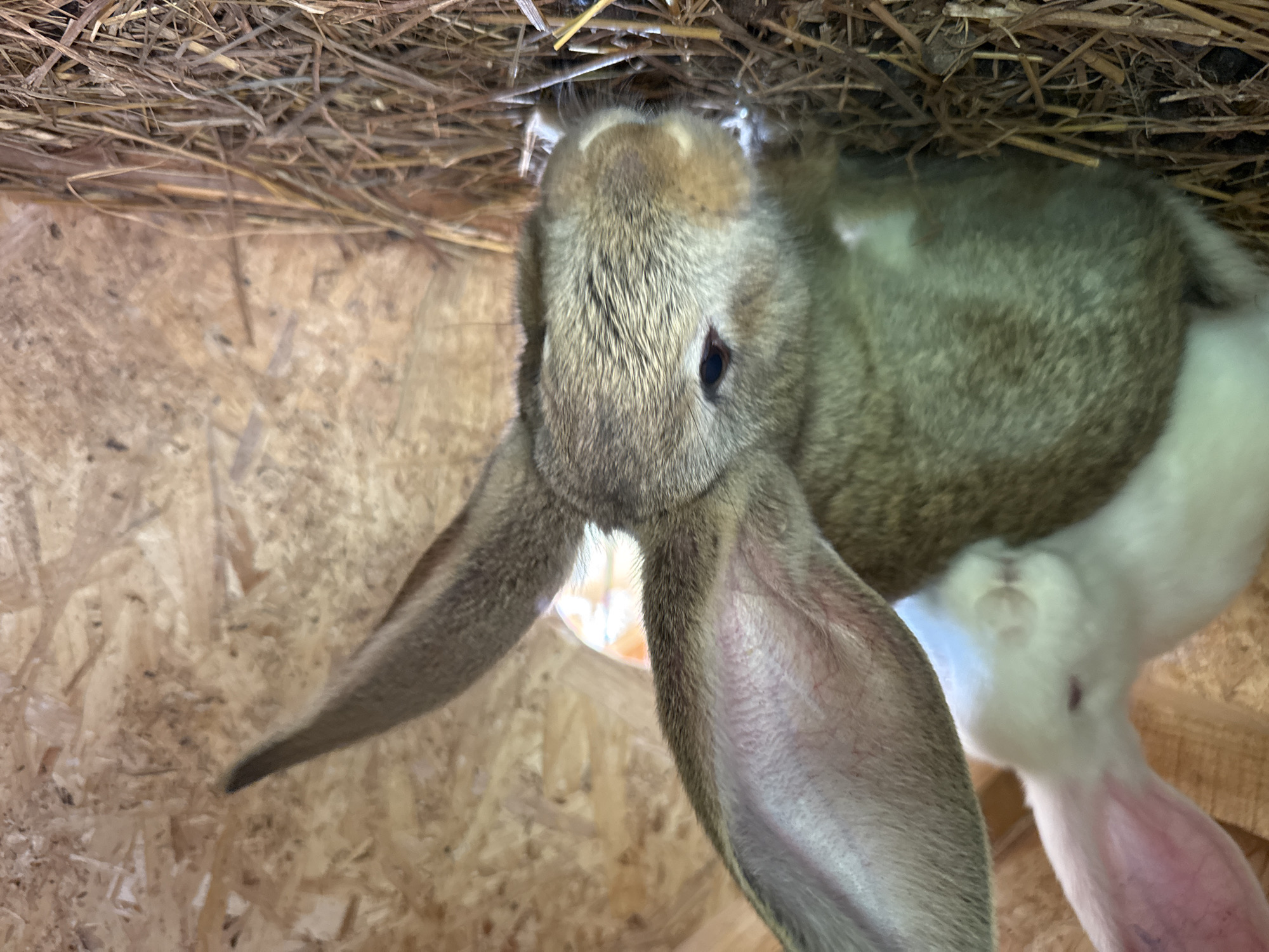 In the foreground of the image, a large, grey rabbit with prominent ears is positioned centrally. Its head is slightly tilted downwards, and its eyes are open. Behind and to the left of the grey rabbit, a white rabbit is partially visible, appearing to be lying down. Both rabbits are situated on a bed of dry straw and hay, which covers the floor of what appears to be a wooden enclosure. The background consists of a wooden panel wall. There are no discernible elements suggesting a specific location in the city of Гольяны, Russia.