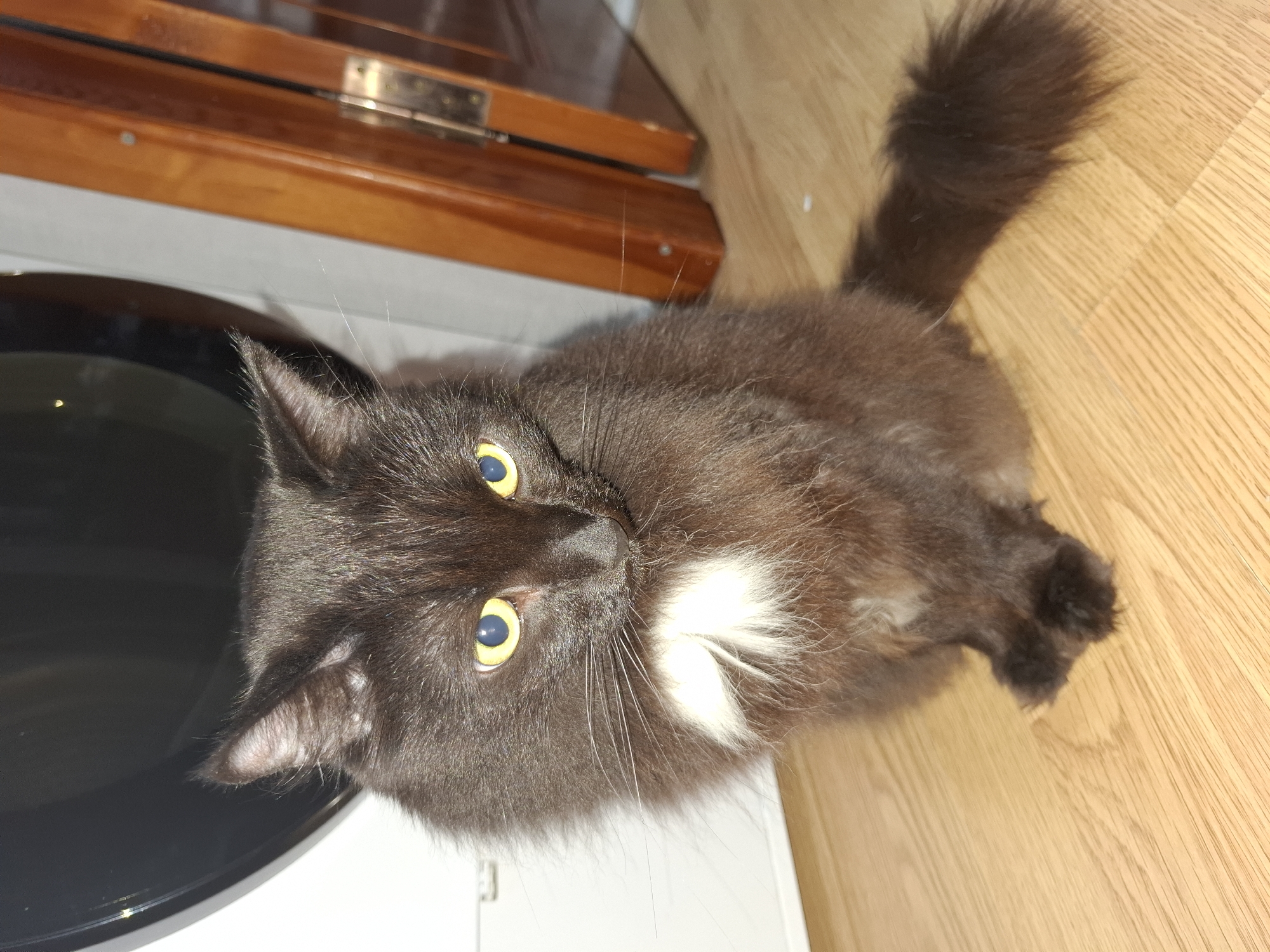 A long-haired brown and white cat with yellow eyes is sitting on a light wood floor near a dark, reflective surface and a wood-colored cabinet or drawer. The cat is looking up at the camera. The location is not specified in the image.