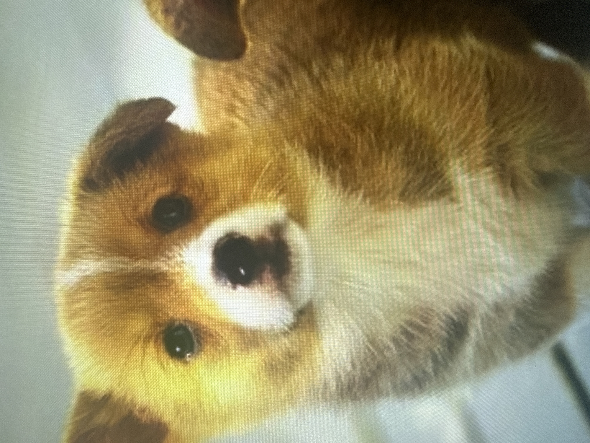 The image is a close-up, pixelated photograph of a puppy. The puppy has tan and white fur, with dark brown eyes and a black nose. Its ears are pointed and stand upright. The puppy's face is the primary focus, with its body extending out of the frame to the right. The background is a soft, out-of-focus light blueish-grey. There is no discernible location in the city of Dykivka, Ukraine, visible in this image.