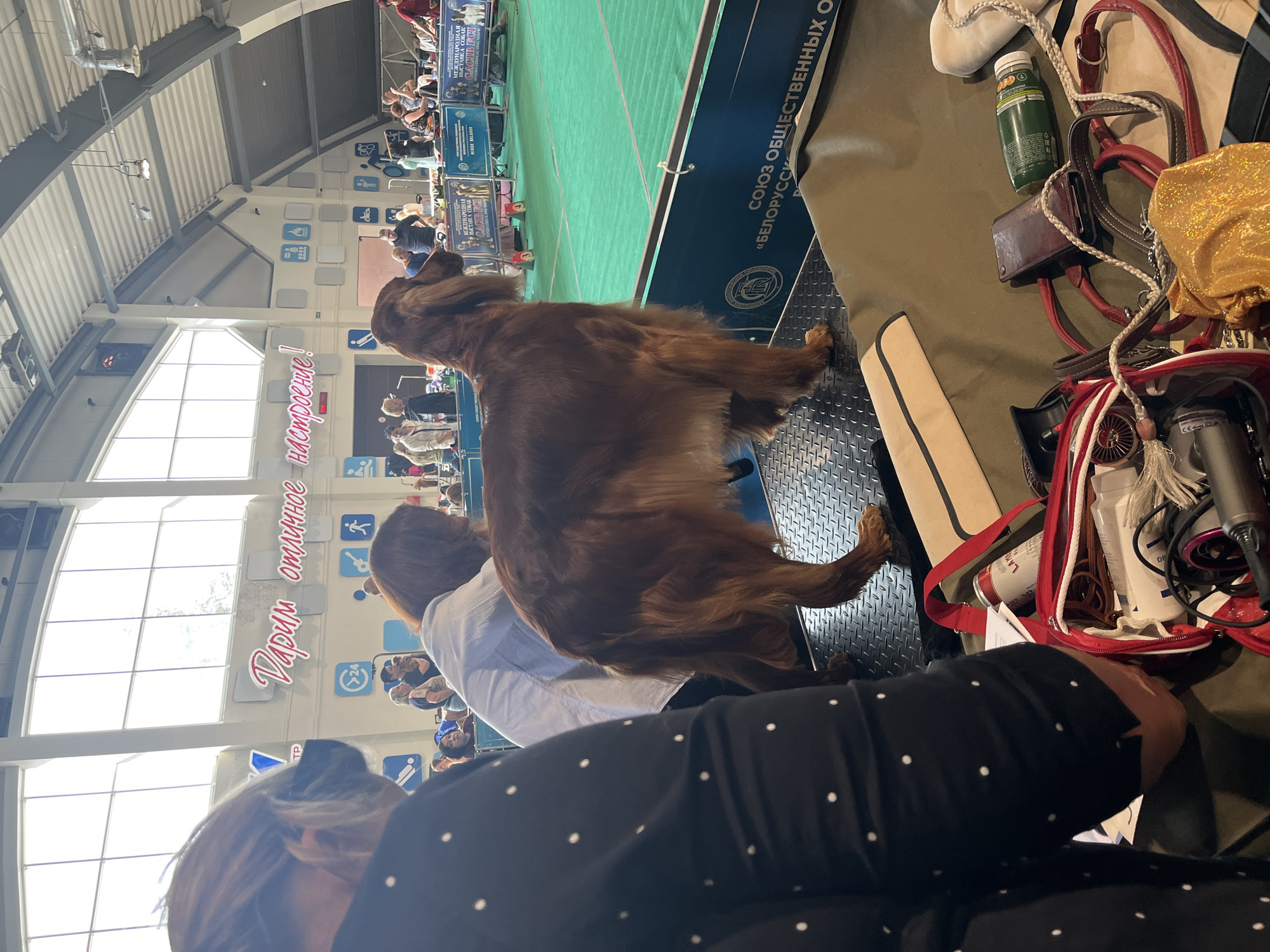 An Irish Setter dog is standing on a raised platform at an indoor dog show. The dog is a medium-brown color with long fur. In the foreground, a person wearing a black shirt with white polka dots is partially visible on the left, and a collection of bags and items, including a red toiletry bag, a green bottle, and a wallet, are on a green surface. In the background, there are other people, some of whom appear to be handlers and judges, as well as event signage and a green competition area. The environment appears to be a large indoor arena with a high ceiling and large windows. The signage in the background includes Russian text, indicating the event is likely taking place in a Russian-speaking country. One sign reads "СОЮЗ ОБЩЕСТВЕННЫХ О".