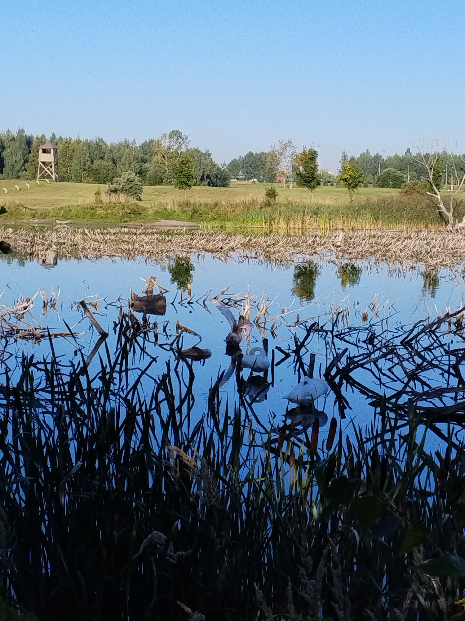 The image depicts a serene natural landscape with a body of water in the foreground, reflecting a clear blue sky. The water is partially obscured by dark reeds and appears to contain several objects, including what seem to be duck decoys and submerged branches. In the mid-ground, a variety of leafless branches are scattered across the water's surface, adding a rustic texture. Beyond the water, a grassy field stretches towards a dense line of trees. To the far left of the field, a wooden hunting blind stands on stilts, overlooking the landscape. The overall impression is one of a tranquil outdoor environment, possibly a park or natural reserve. The image does not provide any specific information that could place it in Minsk, Belarus, or any other specific city.