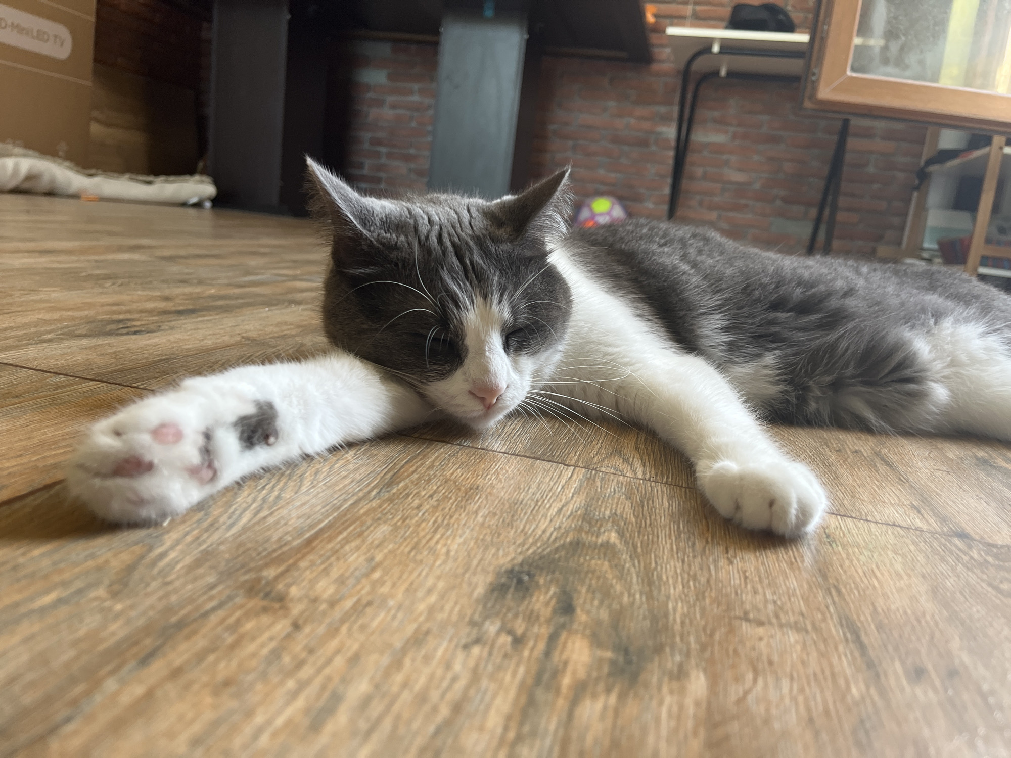 A medium shot captures a grey and white cat lying on a wooden floor with its eyes closed. The cat's head is resting on its front paw, and its body is stretched out to the right. The background shows a brick wall, a shelf with items, and part of a television. The scene is indoors, likely in a residential setting in Ureki, Georgia.