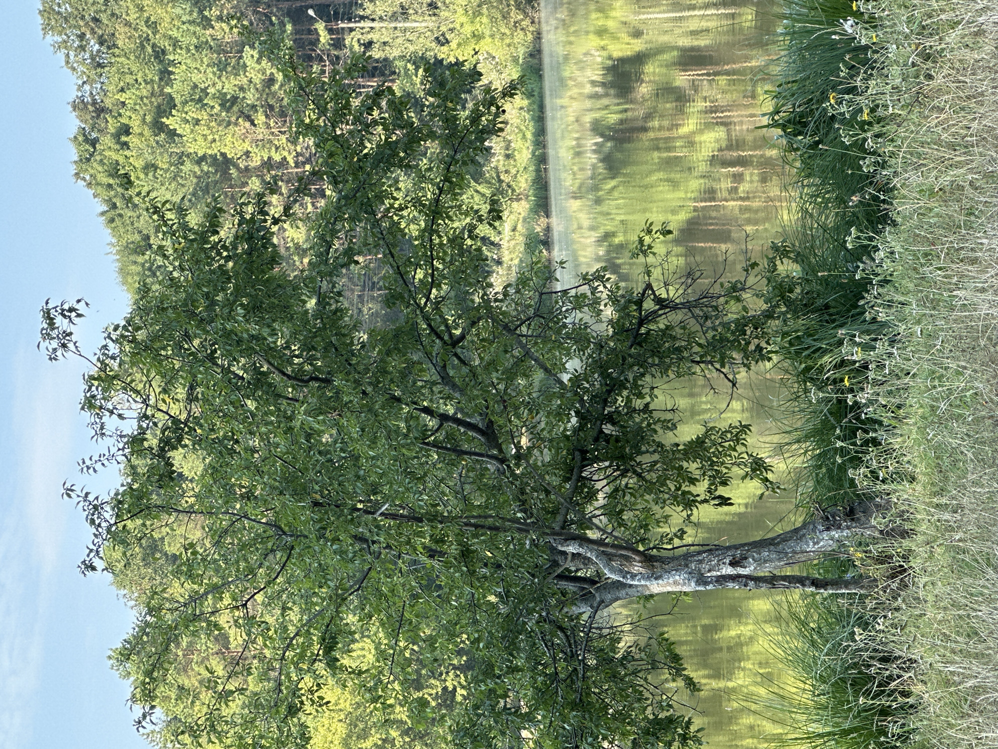 The image depicts a serene natural scene, likely on the outskirts of Makiv, Ukraine, characterized by a tranquil body of water reflecting the surrounding greenery. In the foreground, a solitary tree with a gnarled trunk stands amidst tall, dry grass and smaller wildflowers. Its branches, laden with lush green leaves, extend outwards, partially obscuring the view of the lake. Beyond the tree and its immediate grassy bank, a dense forest of various trees covers a hillside that slopes down towards the water. The lake itself is calm, its surface smooth and reflecting the sky and the trees with a soft, golden-green hue, suggesting it is either early morning or late afternoon. The overall impression is one of peaceful, undisturbed nature.