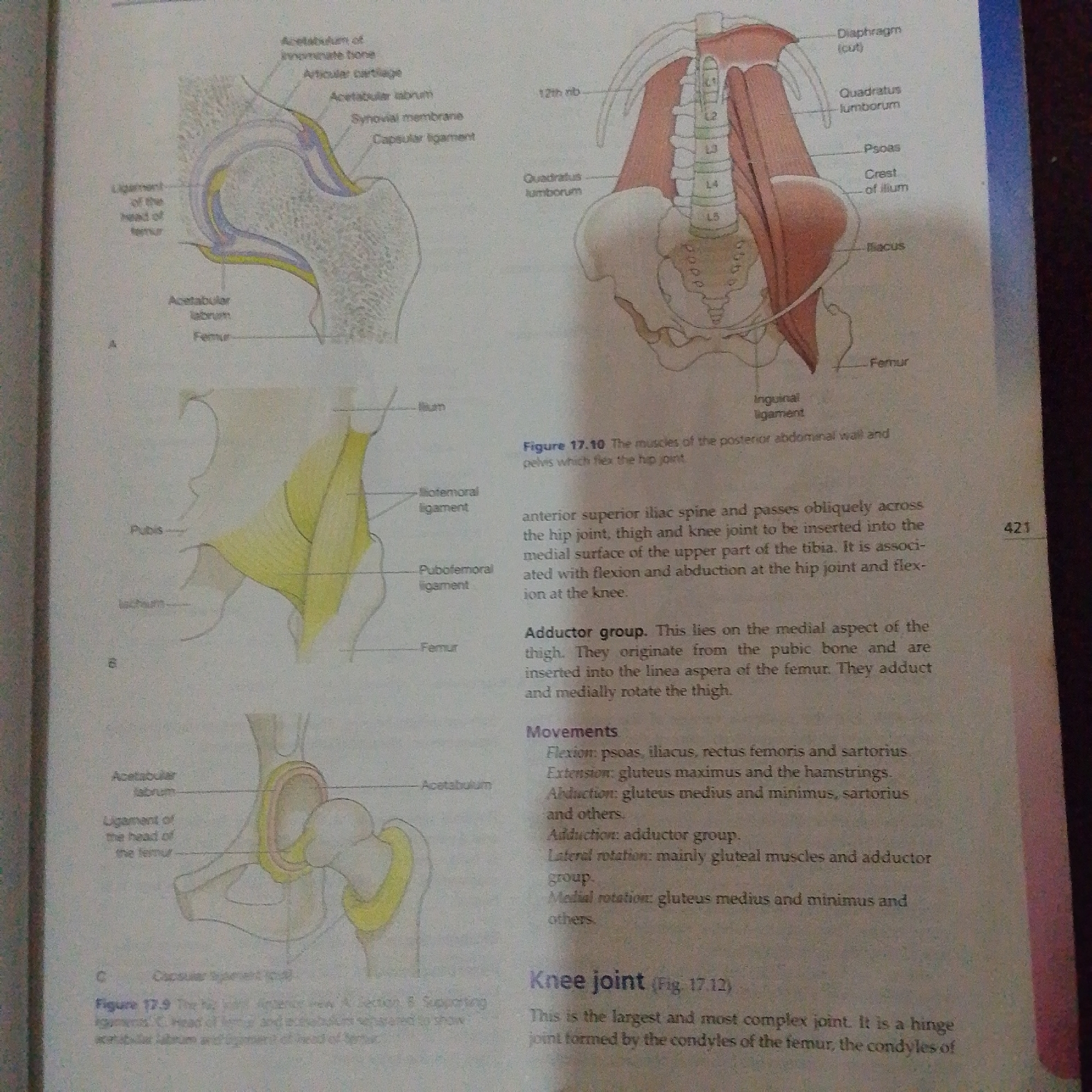 The image displays anatomical illustrations of the hip and pelvic regions, along with text describing muscles and movements of the hip joint. There is no depiction or mention of Jalingo, Nigeria, or any urban environment. The content is purely medical and anatomical.