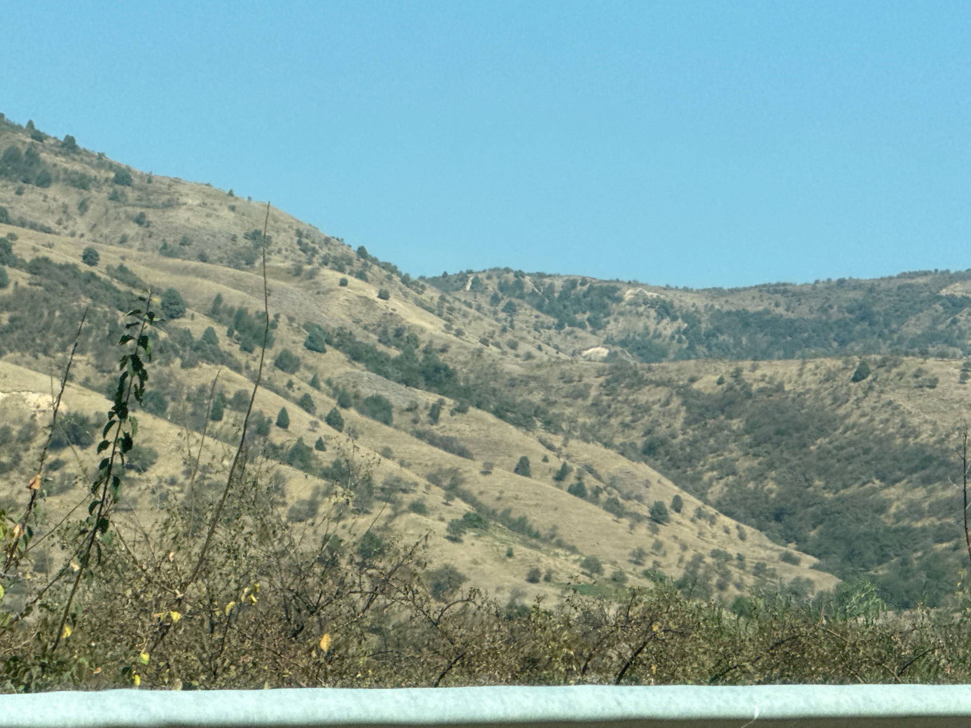 The image shows a view of rolling, arid hills with sparse vegetation. The hills are covered in dry, brown and green grasses, with scattered evergreen trees. The sky is a clear, pale blue. In the foreground, there are some dry, thorny bushes. A light-colored, horizontal barrier is visible at the bottom of the frame. Based on external information, this scene is likely located in the vicinity of Uchterak, Uzbekistan, a region characterized by such hilly, dry landscapes. There are no people or active elements present in the image.