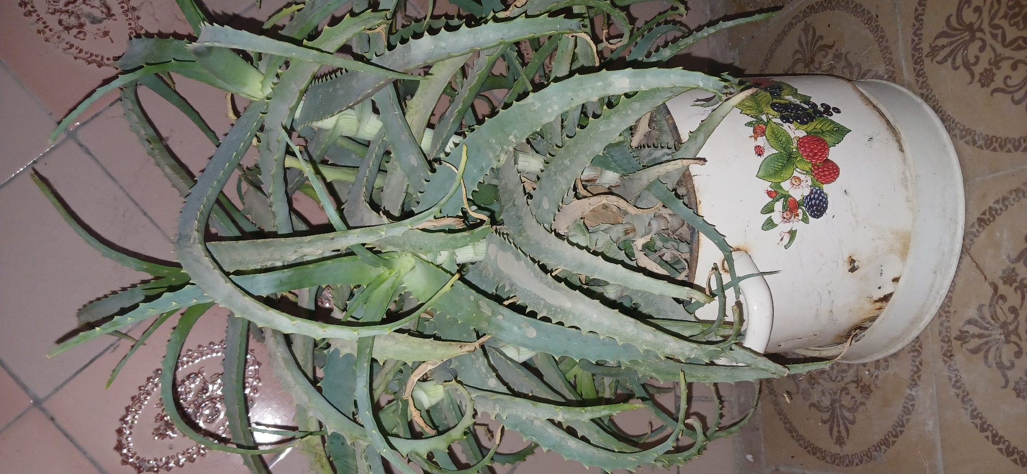 A potted aloe vera plant is centered in the frame, situated on a floor adorned with patterned tiles. The plant features thick, succulent leaves, some of which are drooping, with serrated edges. The pot is white and decorated with an illustration of various berries and flowers. The background consists of a wall with pinkish-brown tiles and a faint, ornate pattern. The overall scene appears to be indoors, likely in a residential setting within Ganja City, Azerbaijan. There are no people or animals visible in the image.