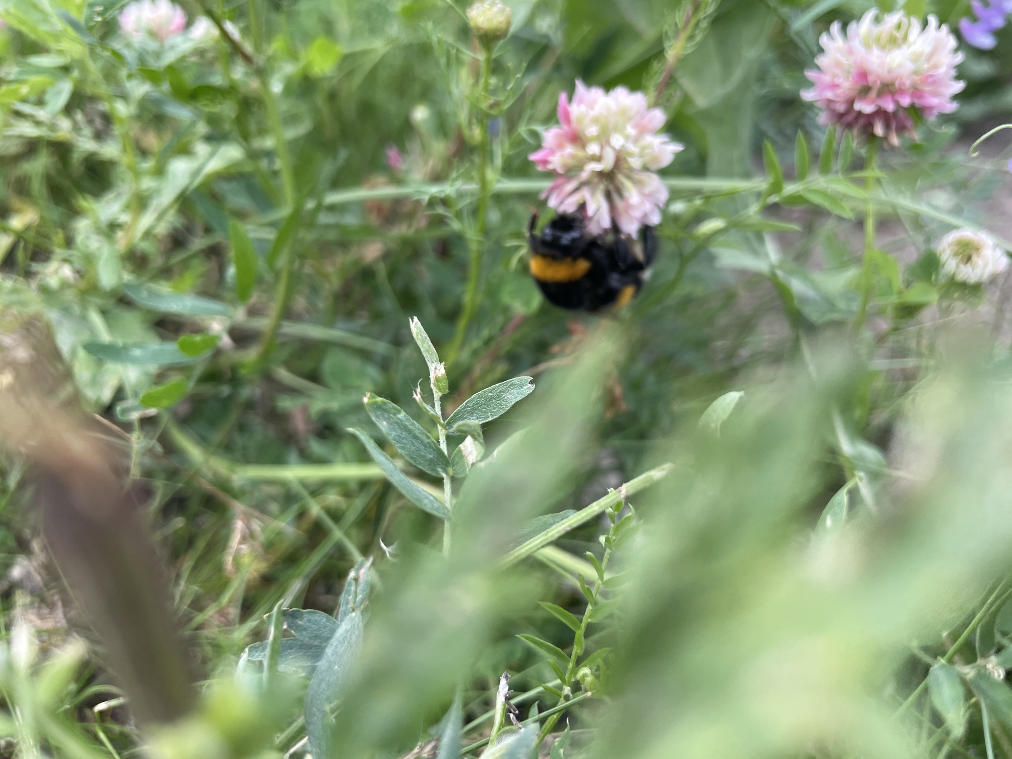 The image is a close-up, softly focused shot of a bumblebee on a pink and white flower. The bumblebee is black and yellow and appears to be collecting nectar. The flower is round and fluffy, with delicate petals. The background is a blur of green foliage, suggesting a natural outdoor setting like a meadow or garden. The lighting appears to be natural daylight, possibly in the morning or afternoon. The overall impression is one of a serene and natural moment captured in time. There is no visible text in the image. The provided location context of Perm, Russia, suggests this scene is likely found in a temperate climate during the warmer months when flowers are in bloom and bumblebees are active.