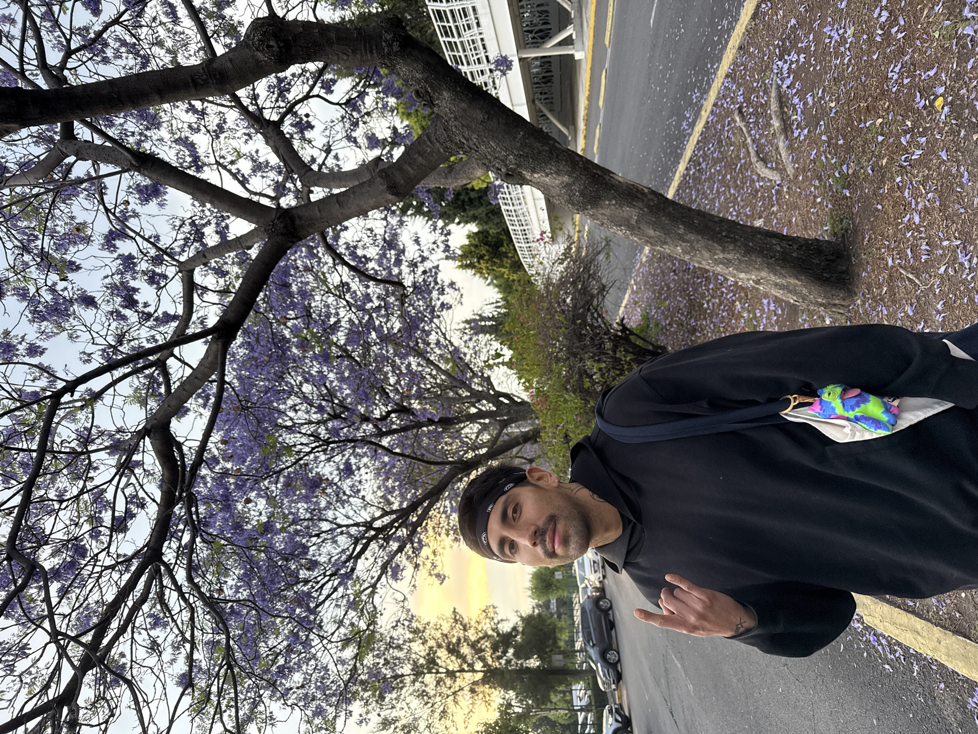 A man with a bandana poses beside a blooming Jacaranda tree in Puebla, Mexico. The ground around the tree is covered in fallen purple blossoms. In the background, cars are parked along a street, and a yellow sunset is visible through the trees.