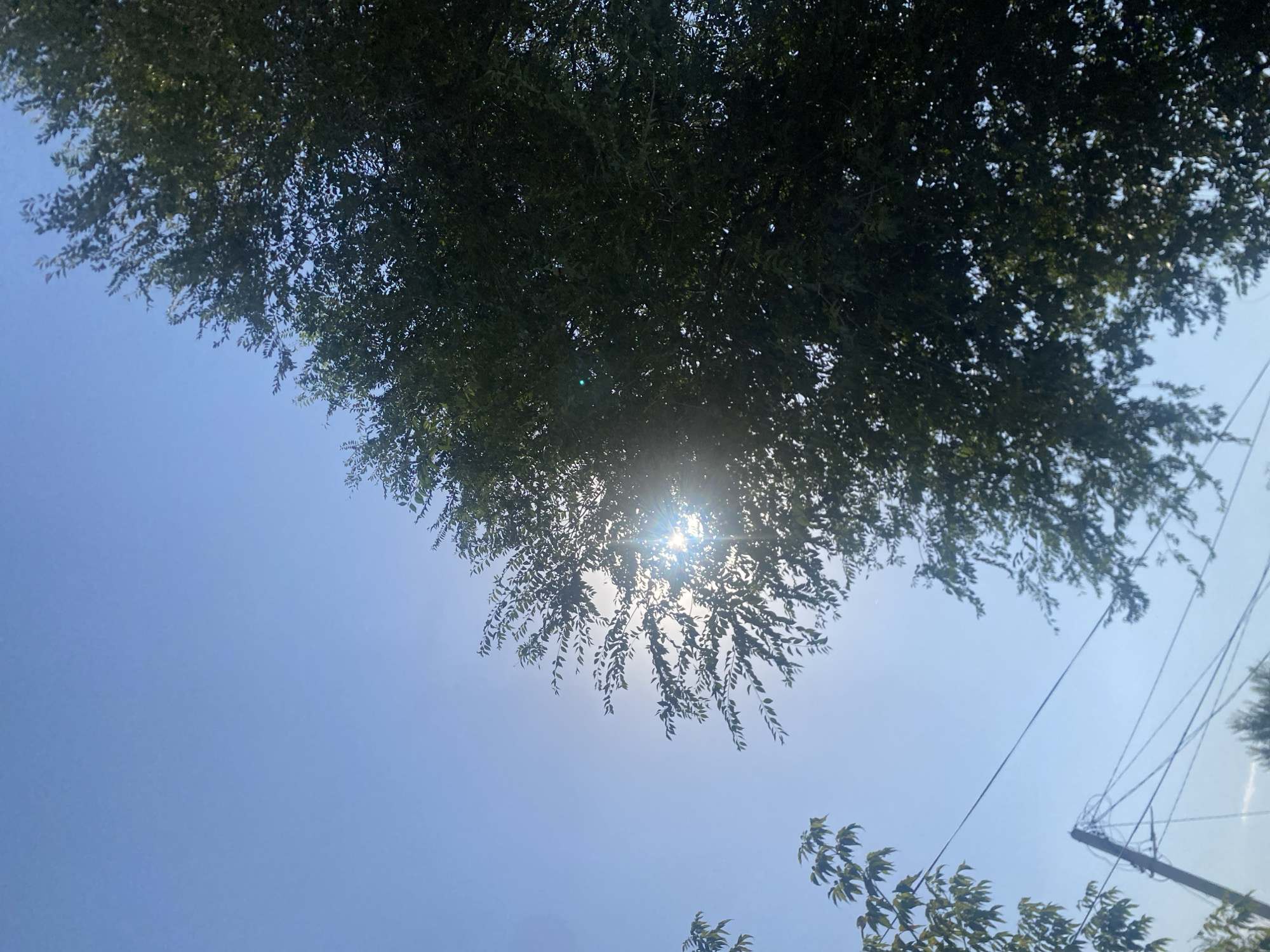 A medium-shot captures a bright, sunny day with a clear blue sky. Sunlight streams through the leaves of a large, dark green tree, creating a lens flare effect. The tree dominates the right side of the frame, its branches and leaves silhouetted against the sky. In the lower left quadrant, a telephone pole with multiple wires is visible, partially obscured by smaller trees with lighter green leaves. The overall scene suggests an outdoor environment in Boraldai, Kazakhstan, likely during daylight hours. There are no people or specific actions depicted.