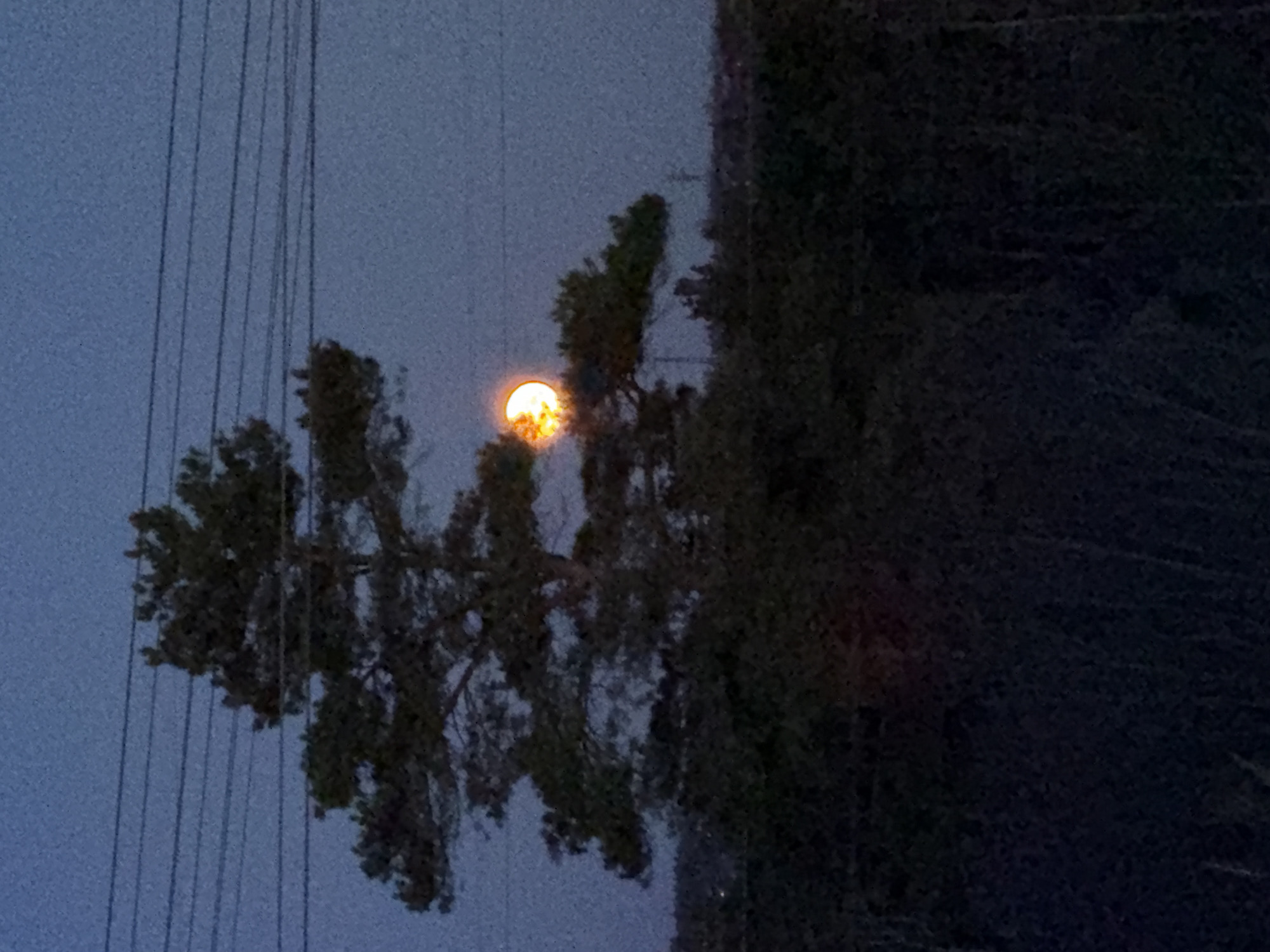 The image shows an evening scene in Chaikovsky, Russia. A partially obscured moon appears orange behind a silhouetted tree. Power lines are visible to the left of the tree. The foreground is dark and indistinct. The sky is a muted blue-gray.