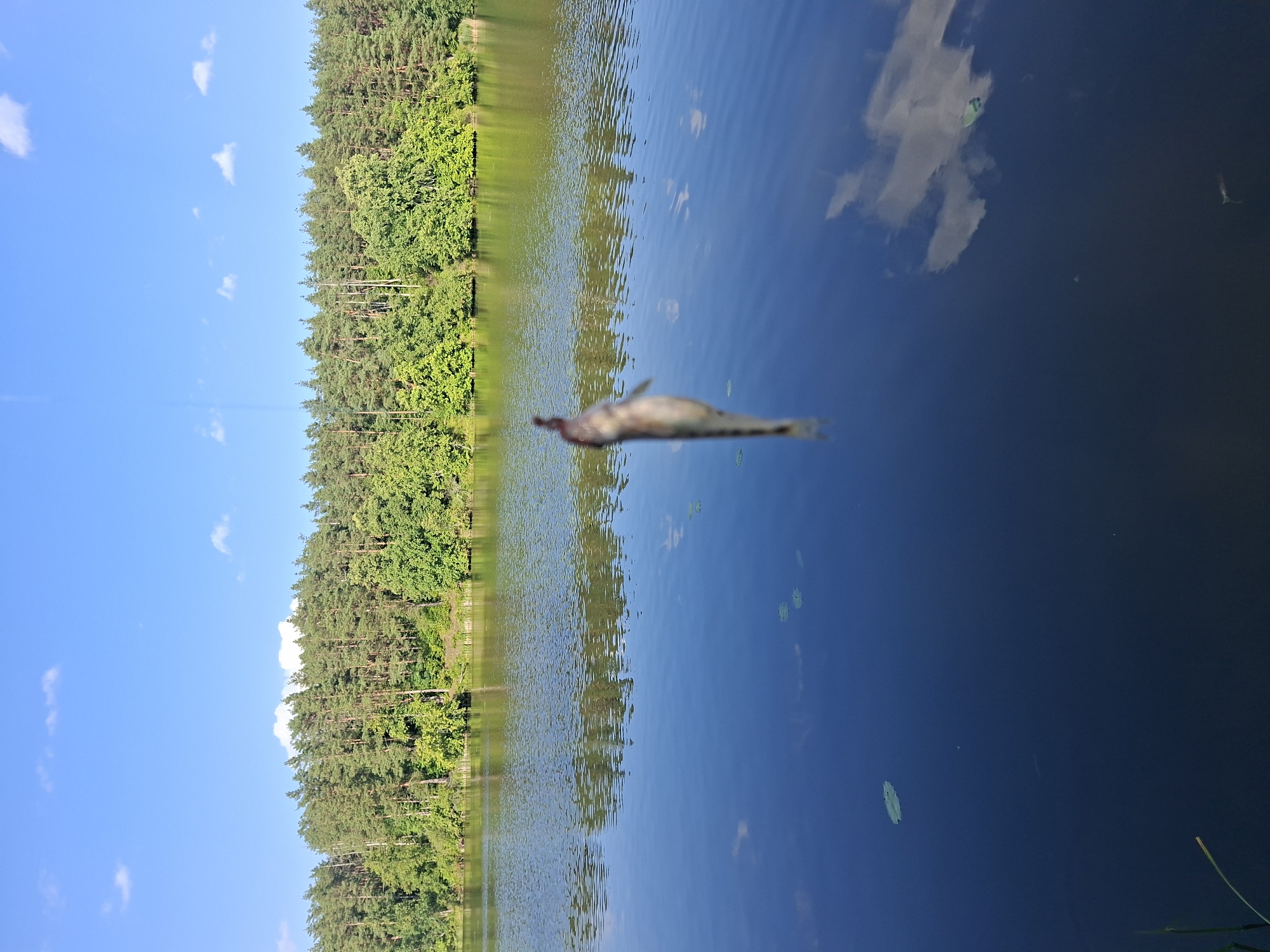 A small, blurry fish hangs suspended from a fishing line over the dark blue, reflective water of a lake. The lake's surface ripples slightly, and the reflection of a dense green forest and a bright blue sky with scattered white clouds is visible. Lily pads float on the water's surface. In the foreground, a few blades of grass are visible on the lower left edge of the frame. The image appears to have been taken on a sunny day.