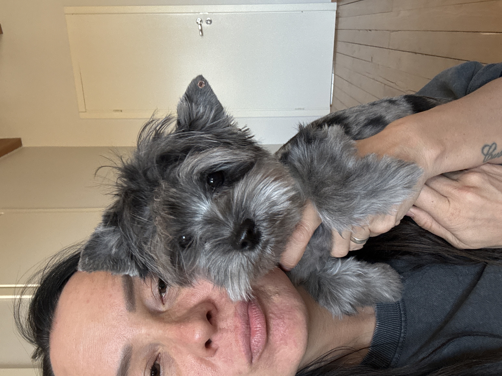 A close-up, vertically oriented photograph captures a person holding a small, furry dog affectionately. The dog, likely a Miniature Schnauzer or a similar breed, has grey and black mottled fur, dark eyes, and a prominent black nose. Its head is positioned in front of the person's face, looking directly at the camera with a calm, curious expression. The person's face is visible from the forehead to the chin, with dark hair partially obscuring the left side of their face. Their expression is gentle and soft.
The person's hands are wrapped around the dog, holding it close; a silver-colored ring is visible on one finger. On the person's right forearm or hand, a tattoo with partially legible cursive text, possibly starting with 'C' or 'G', can be seen. The background indicates an indoor setting, likely a home, with a light-colored wall or door featuring a simple metal latch behind the dog's head. A section of light wooden paneling or flooring is also visible towards the top right. The overall scene conveys a moment of warmth and connection between the person and their pet. This image is set in Chaikovsky, Russia.