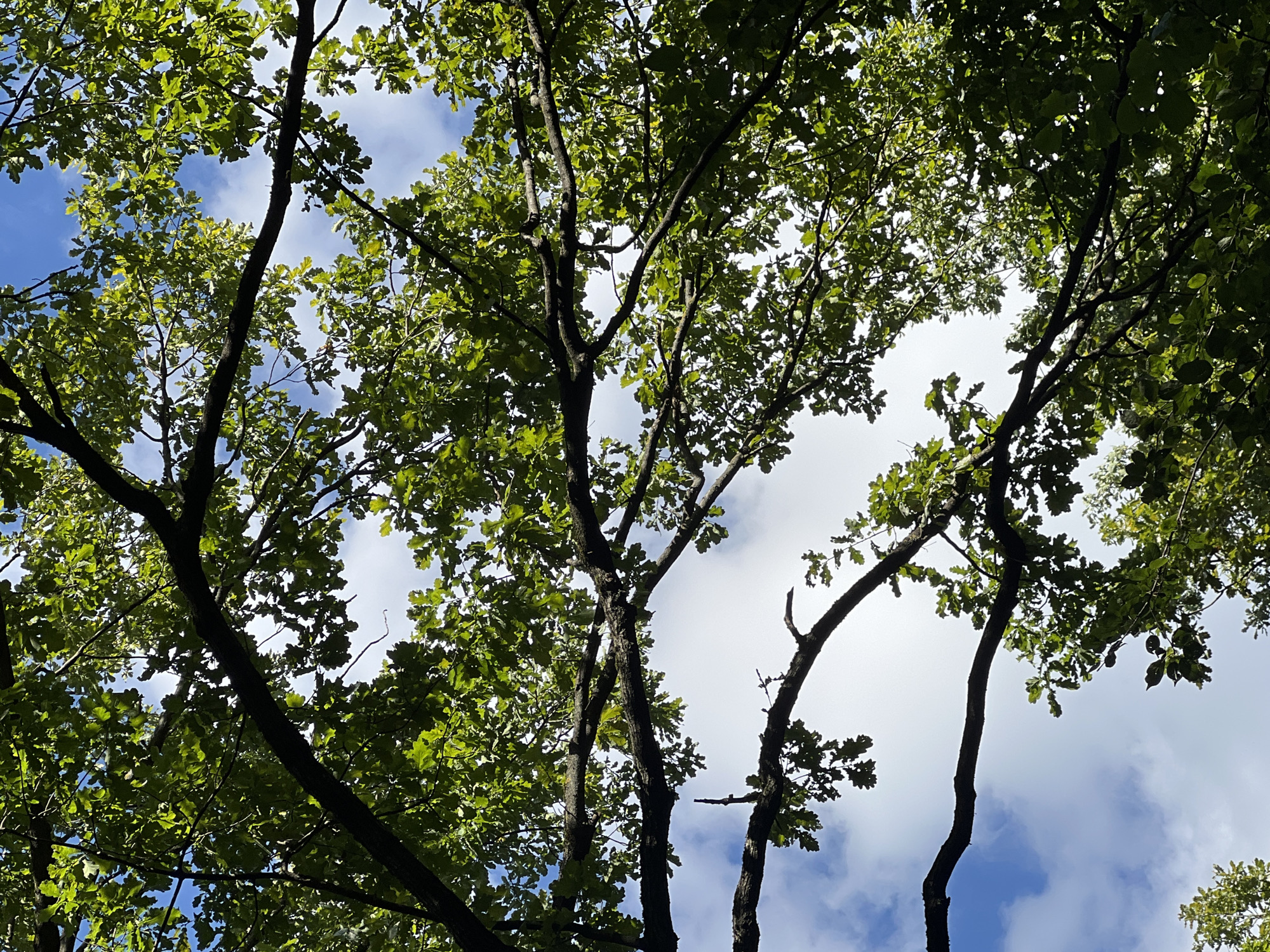 The image shows a canopy of oak tree branches and green leaves against a blue sky with scattered white clouds. The perspective is looking upwards from below the tree. There are no people, objects, or actions depicted. The scene is natural and outdoors. There is no information available about the location in the city of Moscow, Russia.