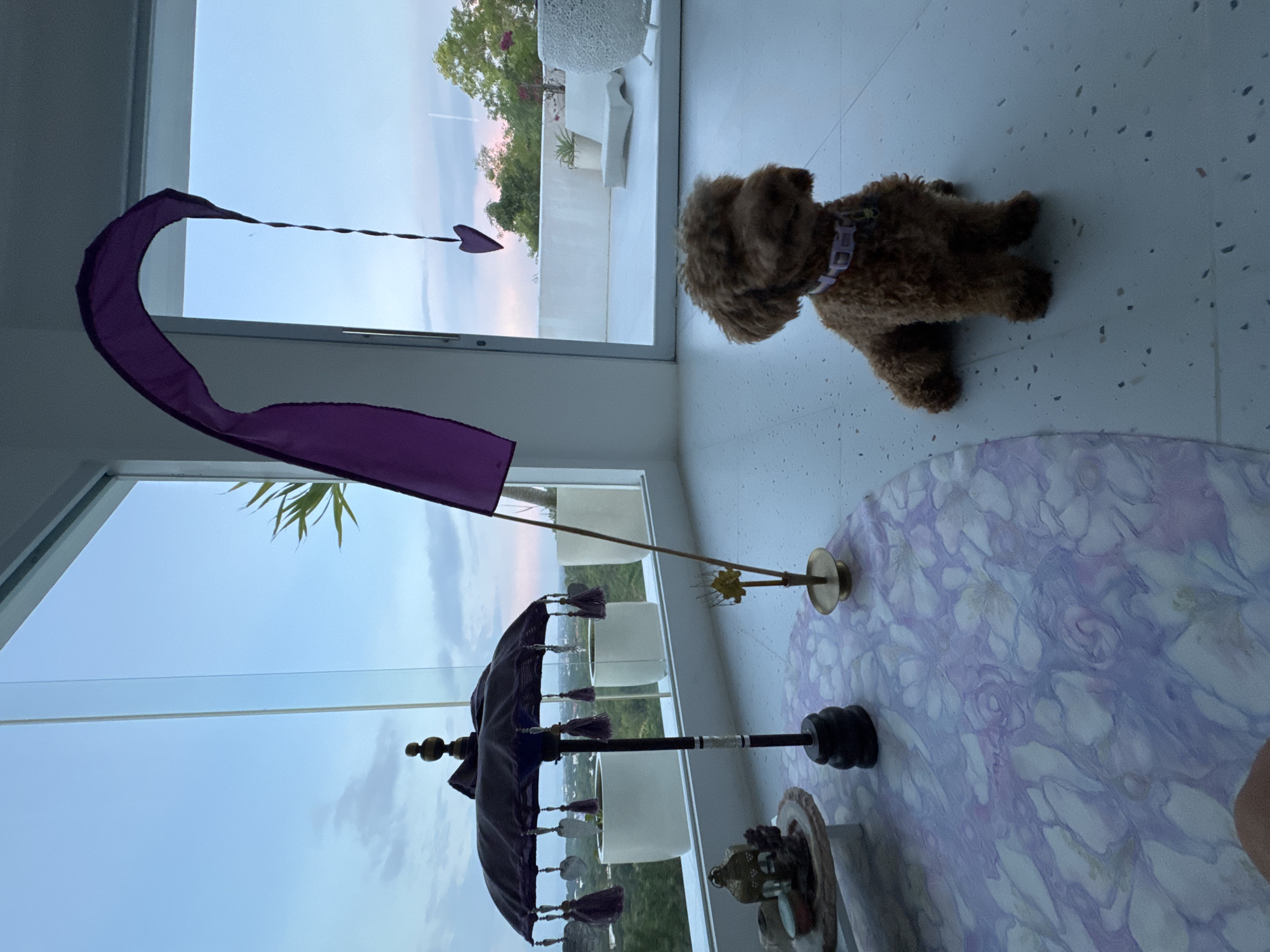 A brown dog is positioned in the upper right corner of a room with terrazzo flooring. Adjacent to the dog is a round, purple and white patterned surface on which a decorative purple Balinese umbrella and flag are situated. The room is illuminated by natural light streaming through a large window overlooking an outdoor view. The outdoor scene includes white architectural elements, greenery, and a sky with pastel hues, indicative of either dawn or dusk. The location is likely in Kuta Selatan, Indonesia, given the Balinese-style decor.