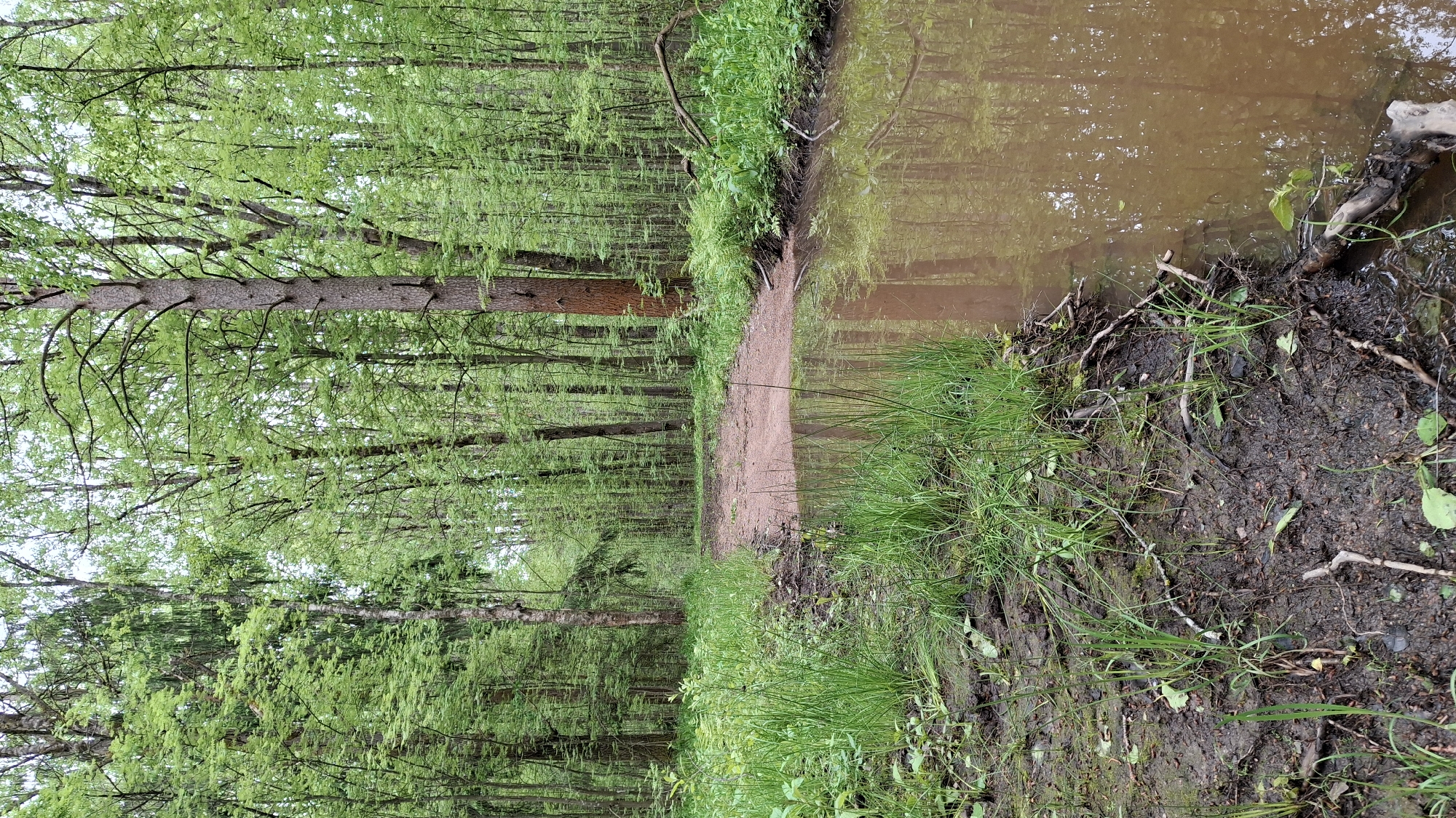 The image depicts a narrow dirt path winding through a dense forest. The path is flanked by tall, slender trees with vibrant green foliage on the left. To the right of the path, there's a body of muddy water, reflecting the trees on the opposite bank. The foreground features grassy vegetation and muddy terrain. The location is identified as Raikuzi, Russia. There are no people visible in the scene.
