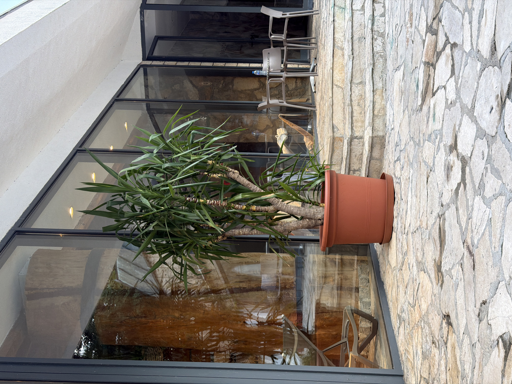An outdoor scene features a tall potted plant in the foreground, a modern building with large windows and glass doors, and a stone patio and steps. The plant, a yucca, is in a large terracotta pot. The building's facade is mostly glass, reflecting the surroundings and interior. Outside the building, there are a few tables and chairs, suggesting an outdoor seating area for a cafe or restaurant. The patio is made of irregular, light-colored flagstones. The stone steps lead up to the building's entrance. The overall impression is one of a contemporary establishment in a well-maintained outdoor space. The image does not provide specific information to confirm the location in Kolašin, Montenegro.