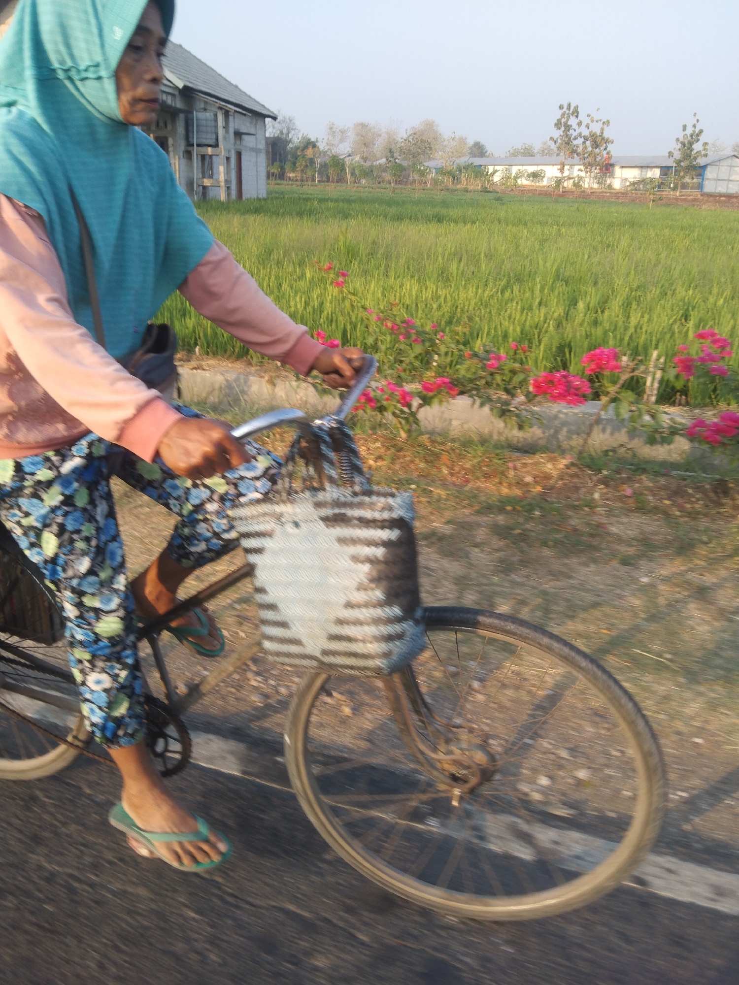 In Growok, Indonesia, a person wearing a teal headscarf and a pink long-sleeved shirt is riding a bicycle. The person's lower body is clad in blue and green floral-patterned pants, and they are wearing green flip-flops. The bicycle has a basket attached to the handlebars, which appears to be woven and is holding some items. The background shows a field of green crops, likely rice paddies, with a building in the distance that resembles a house or agricultural structure. There are also flowering plants with bright pink blooms along the side of the path. The image is slightly blurred, suggesting motion.