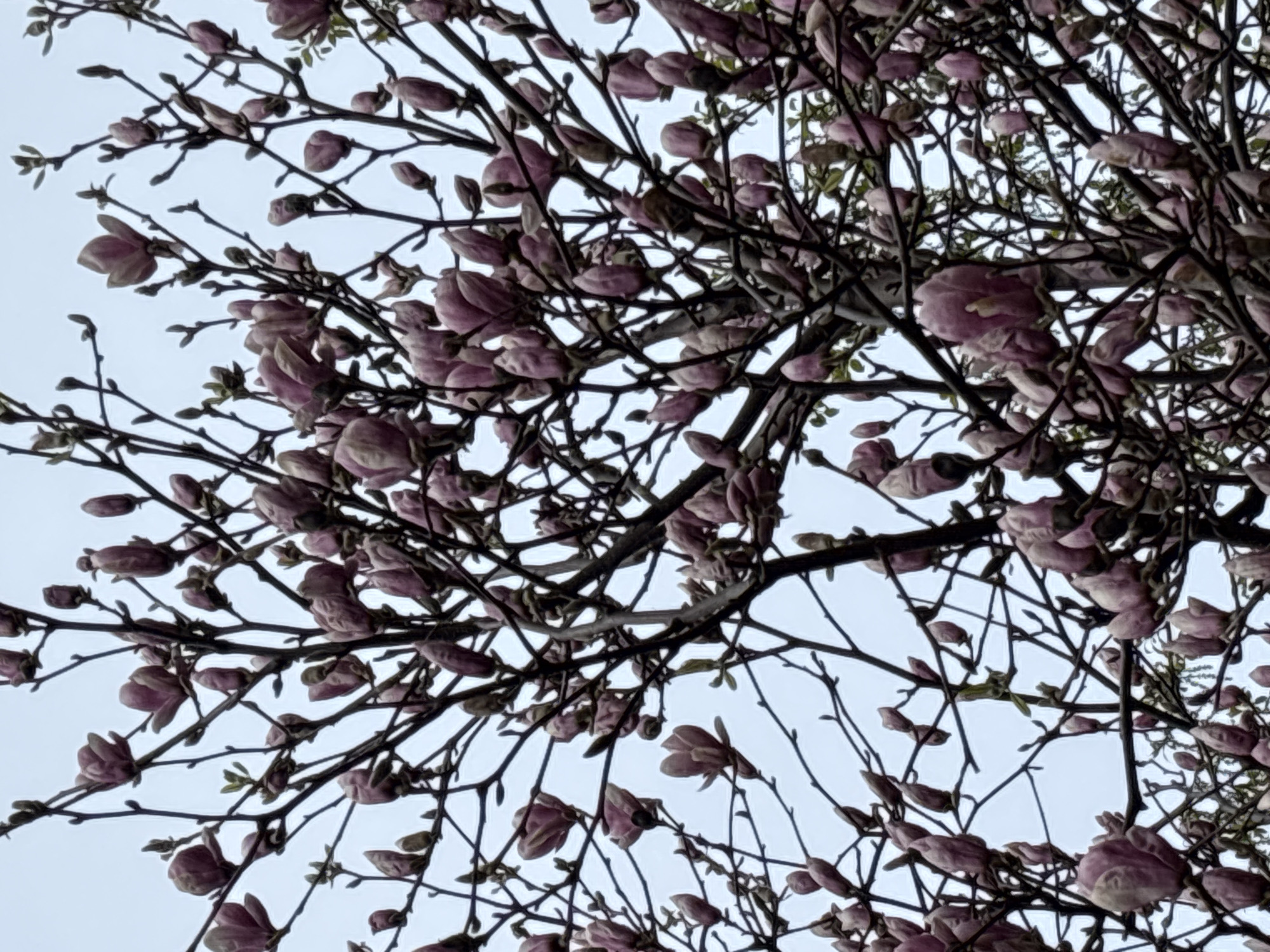 This image provides a close-up, low-angle view of a tree's canopy in bloom against a bright, clear sky. The dominant subjects are the tree's dark, intricate branches, which are densely covered with numerous pinkish-purple flower buds and some nascent blossoms. Many of the buds are still tightly closed, showing their distinct, plump form, while others are beginning to unfurl, revealing delicate petals. The overall impression is one of early spring, marked by the emergence of these new flowers.
The activity taking place is the tree blooming, a characteristic event of the spring season. The time of day appears to be daytime, with soft, diffused light, possibly indicating an overcast sky or indirect sunlight, as there are no harsh shadows. The weather seems mild, suitable for blooming. No specific location cues are visible within the image itself, but the provided context places this scene in Moscow, Russia, where similar magnolia trees bloom in spring. There are no people, man-made objects, or visible text in the photograph. The scene evokes a sense of natural beauty, renewal, and the freshness of springtime.