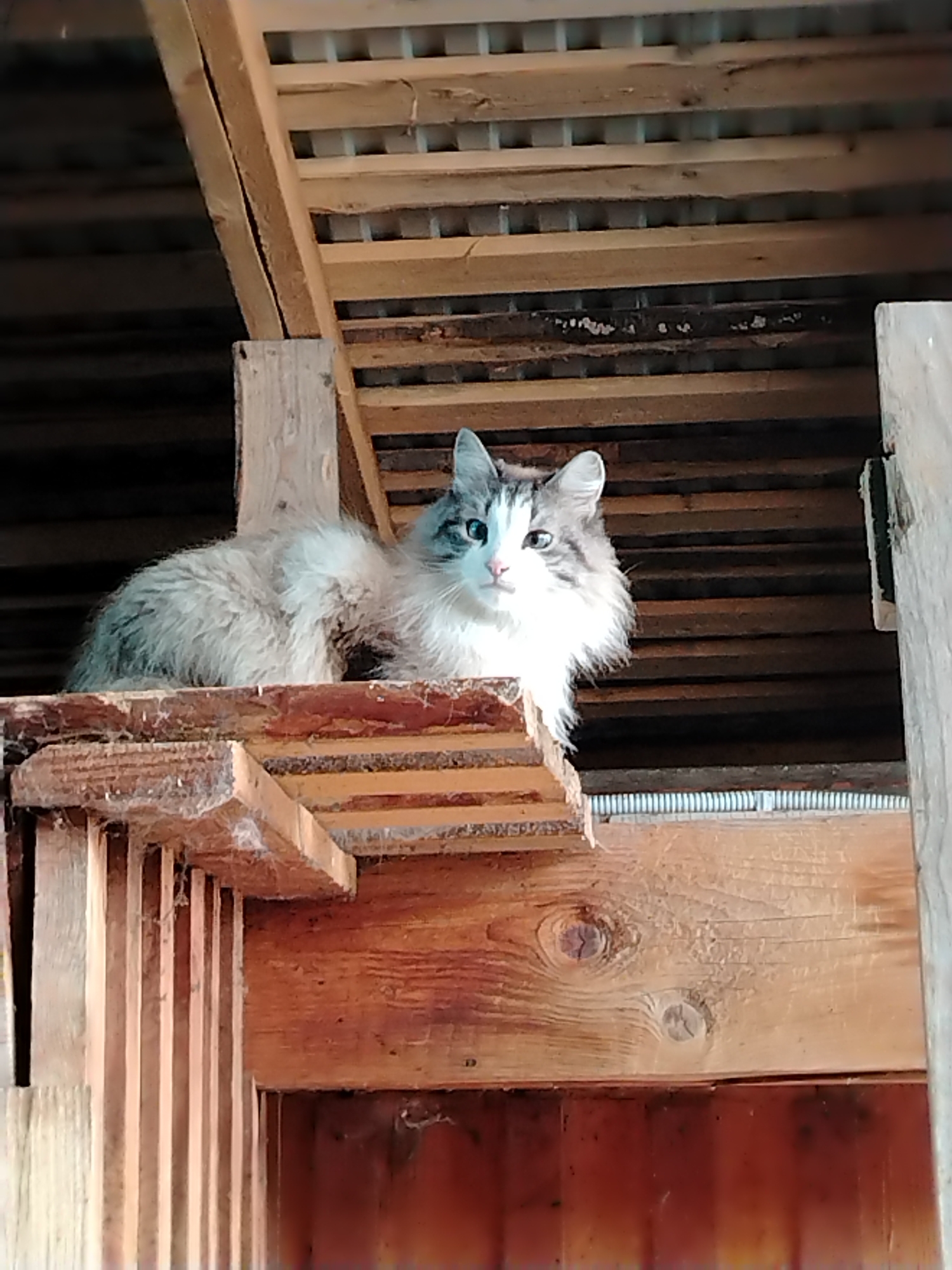A long-haired, grey and white cat is perched on a wooden structure with multiple levels in an interior setting. The structure appears to be unfinished, with exposed wooden beams and planks. The upper portion of the structure suggests a ceiling or roof made of wooden slats. The lighting is somewhat dim, and the cat is looking directly towards the camera. The location is Nizhnyaya Gar', Russia.
