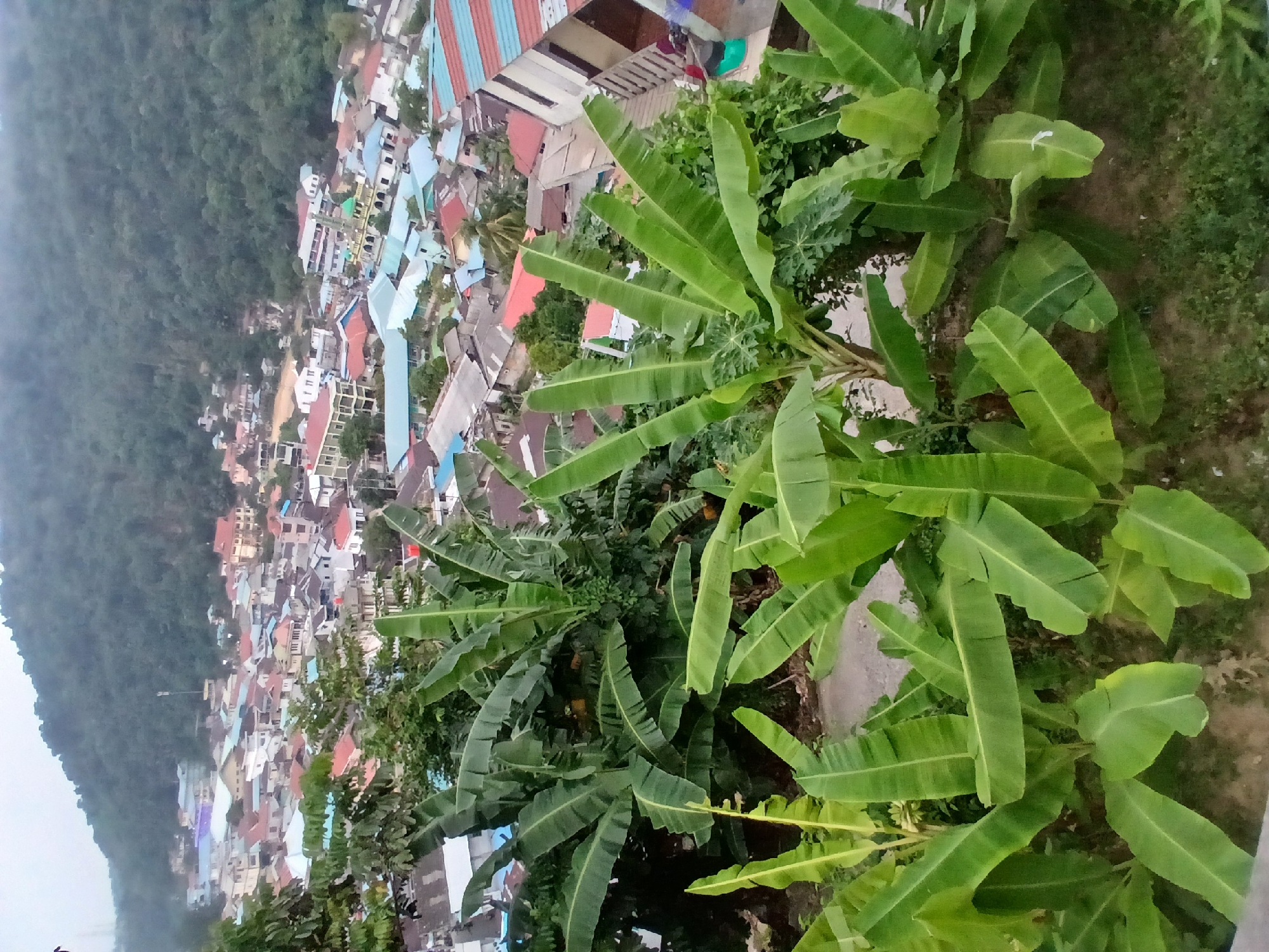 The image captures a dense, tropical hillside community in Tarempa Selatan, Indonesia. In the foreground, large, lush banana plants with broad, vibrant green leaves dominate the view, suggesting a humid climate and fertile soil. Behind the banana plants, a densely packed settlement unfolds. Buildings with varied roof colors, including red, blue, and gray, are clustered together on the sloping terrain. Some structures appear to be residential, while others might be commercial or public buildings. A prominent green-domed building, likely a mosque, stands out among the rooftops. The hillside behind the settlement is covered in dense, dark green foliage, indicating a natural, undeveloped forested area. The overall atmosphere is one of a close-knit community nestled within a tropical environment, with nature and human habitation in close proximity. The lighting suggests it is either early morning or late afternoon, with a soft, diffused light that casts gentle shadows. No people are visible in the scene.
