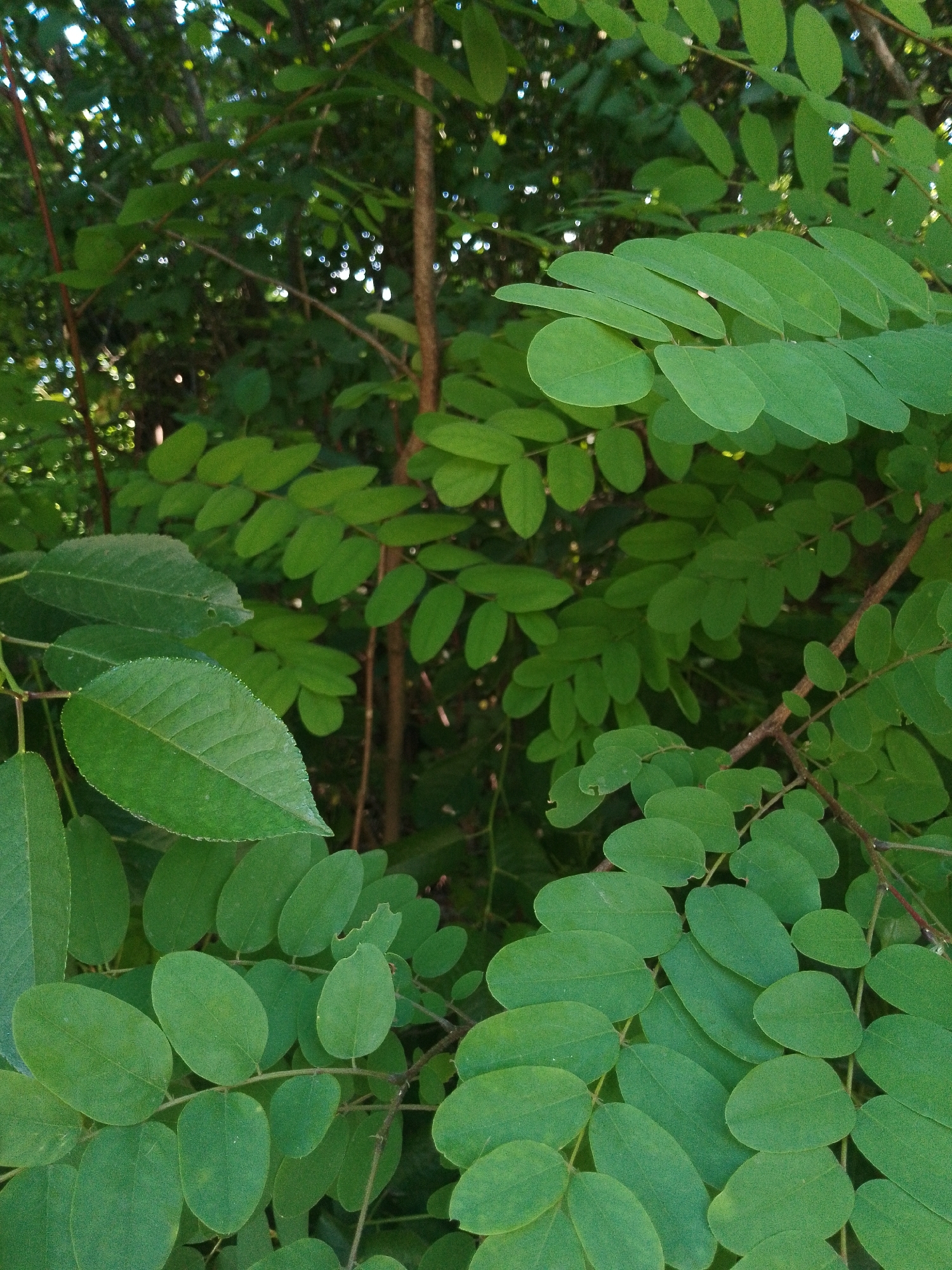 The image is a close-up, eye-level shot of dense foliage in an outdoor setting. The leaves are predominantly green and appear to be from a tree or shrub, with some branches visible. The lighting suggests it is daytime, with dappled sunlight filtering through the leaves, creating highlights and shadows. There are no people, animals, or man-made objects in the frame. The scene appears to be a natural environment, possibly a park or a wooded area within a city, though a specific location in "Unknown, Unknown" is provided. The image is focused on the texture and patterns of the leaves, with a shallow depth of field blurring the background elements.
