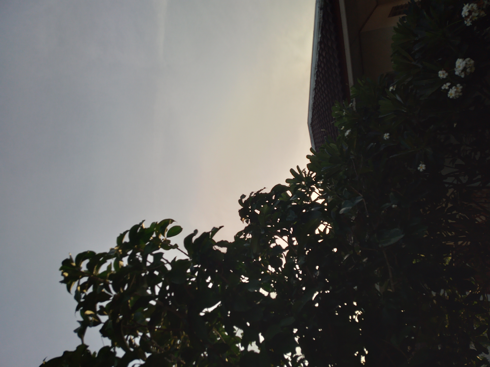 The image shows a silhouette of lush green foliage against a pale sky, with the upper part of a tiled roof and a cream-colored wall of a building visible in the lower right quadrant. Some white flowers are scattered amongst the leaves in the foreground. The overall scene suggests an outdoor setting, possibly a residential area in Baan Mae Nam, Thailand, during either sunrise or sunset given the soft, diffused light. There are no people or animals present.