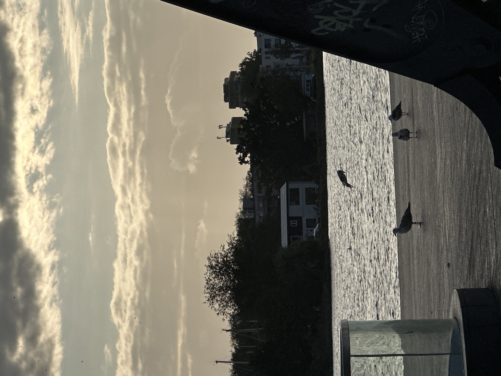 This image depicts a waterfront scene at sunset, likely in Amsterdam, Netherlands, given the architectural style of the buildings and the presence of canals. In the foreground, a paved walkway or pier is visible, with three seagulls standing on it. To the left, a portion of a modern, cylindrical glass structure is present. In the middle ground, a body of water, possibly a canal, is rippling, with several more seagulls scattered across its surface. Across the water, a silhouetted treeline obscures much of the land, but a low-rise building with a dark roof and a lighter facade, featuring what appear to be windows, is discernible amongst the foliage. Further in the background, two multistory buildings with flat roofs are visible, one appearing taller than the other. The sky is filled with dramatic, layered clouds, catching the warm, golden light of the setting sun. A dark, angular metallic structure, possibly part of a bridge or pier railing, dominates the right side of the frame, covered in graffiti.
